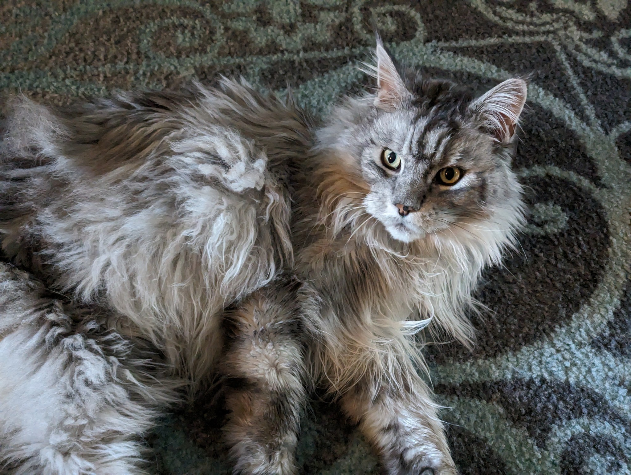 Meet My Lovely Maine Coon Looking for a Forever Home