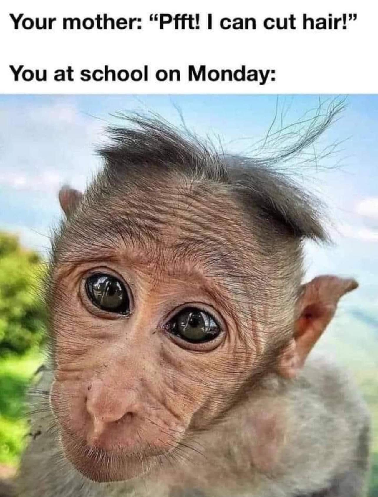 A Fresh Collection of Memes for Your Enjoyment