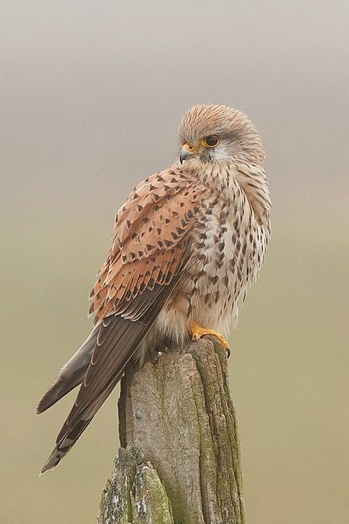 The Majestic Female Kestrel