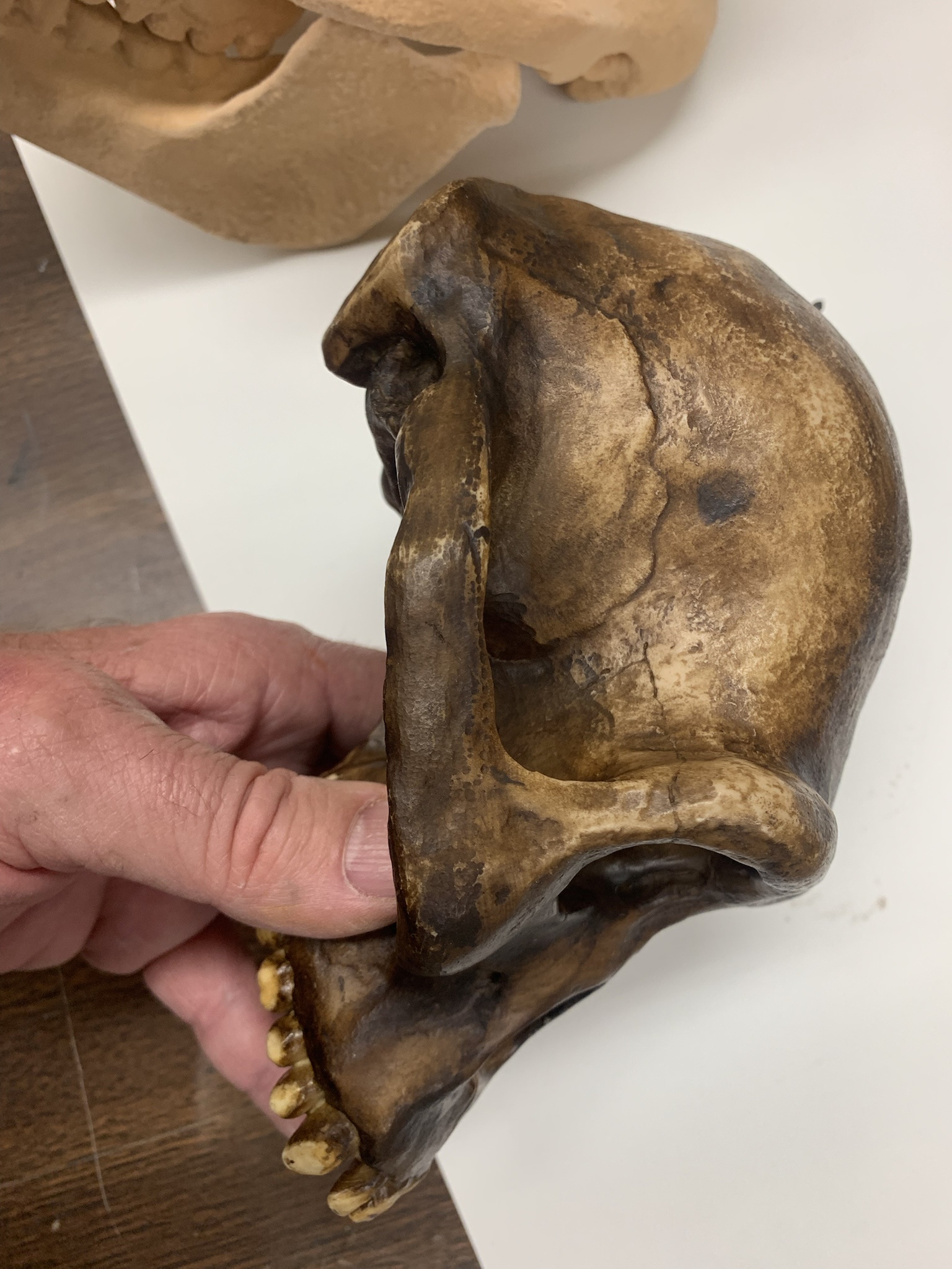 3D Printing at the Smithsonian: A Glimpse into Sci-Fi Realities