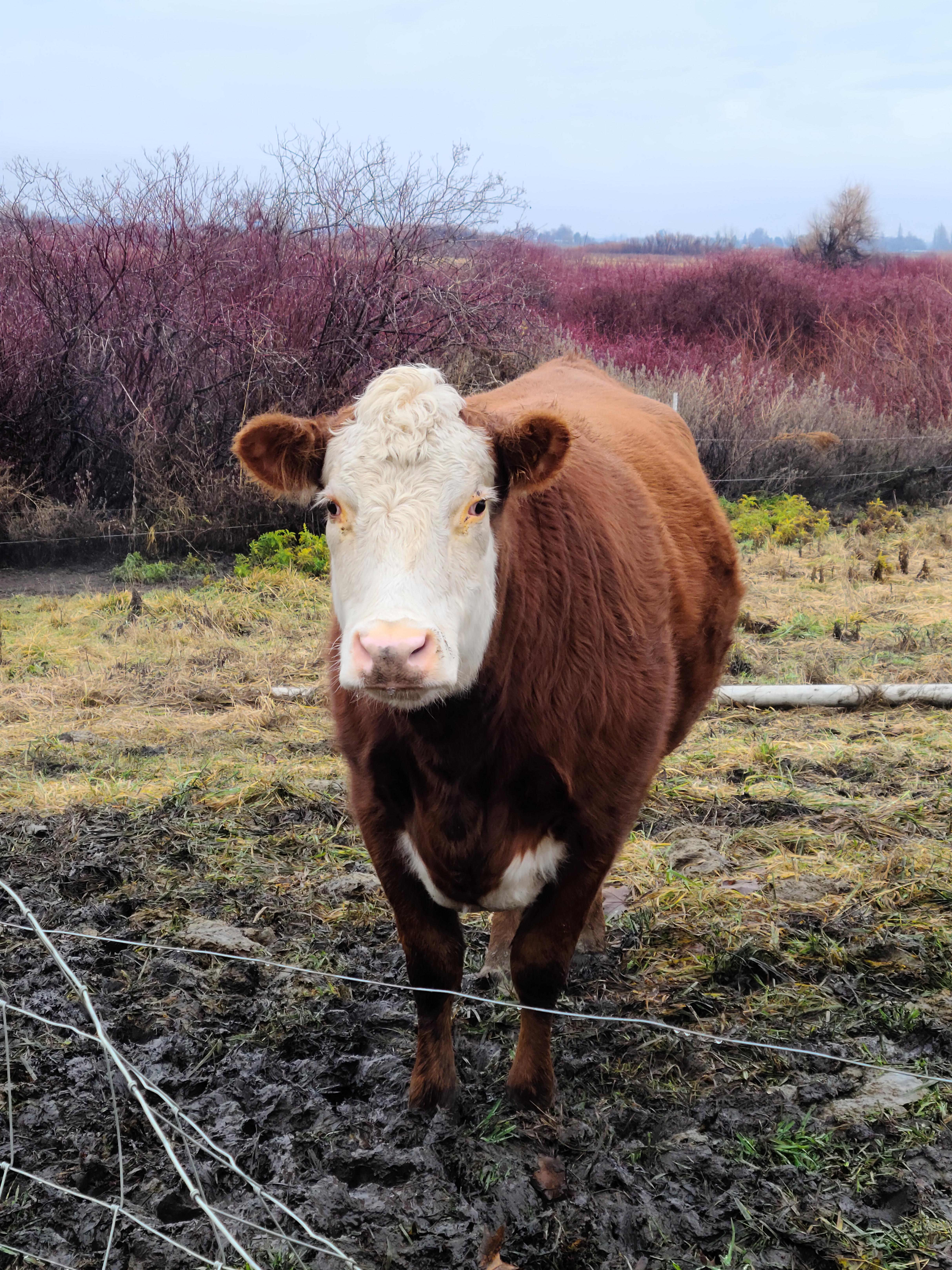 Just a Cow Living Its Best Life