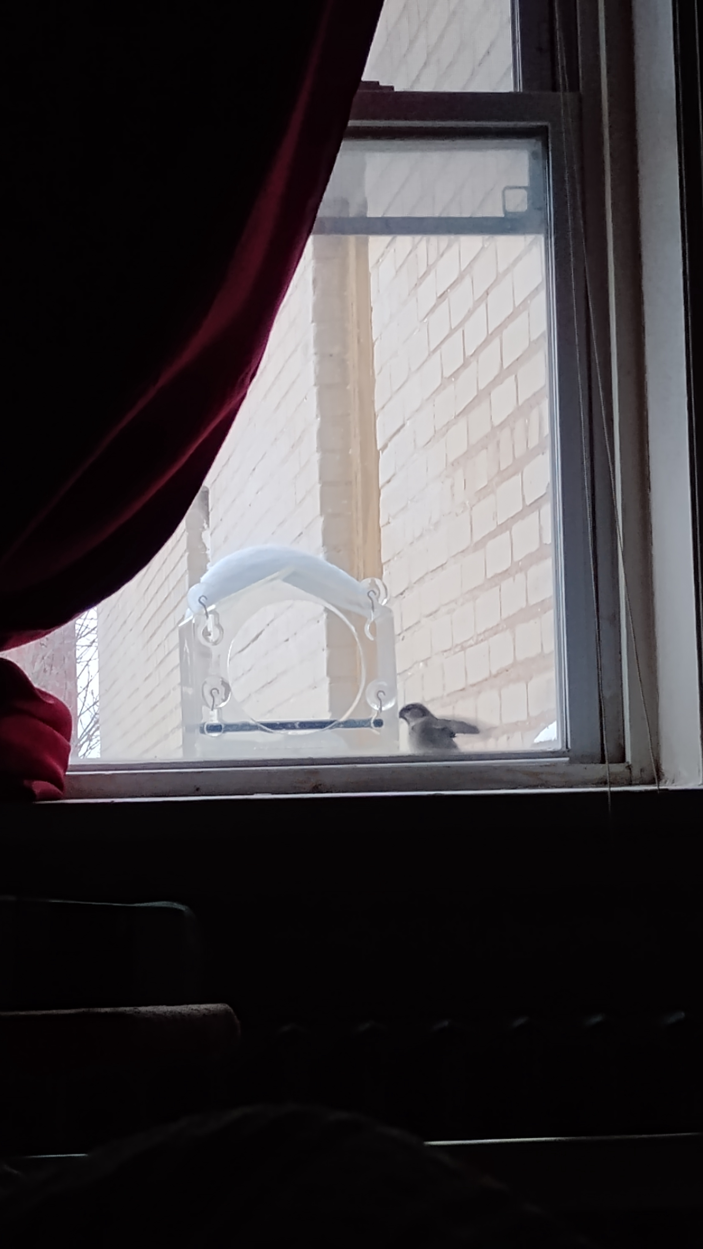 Hey Lady! Where's That Seed Hiding?