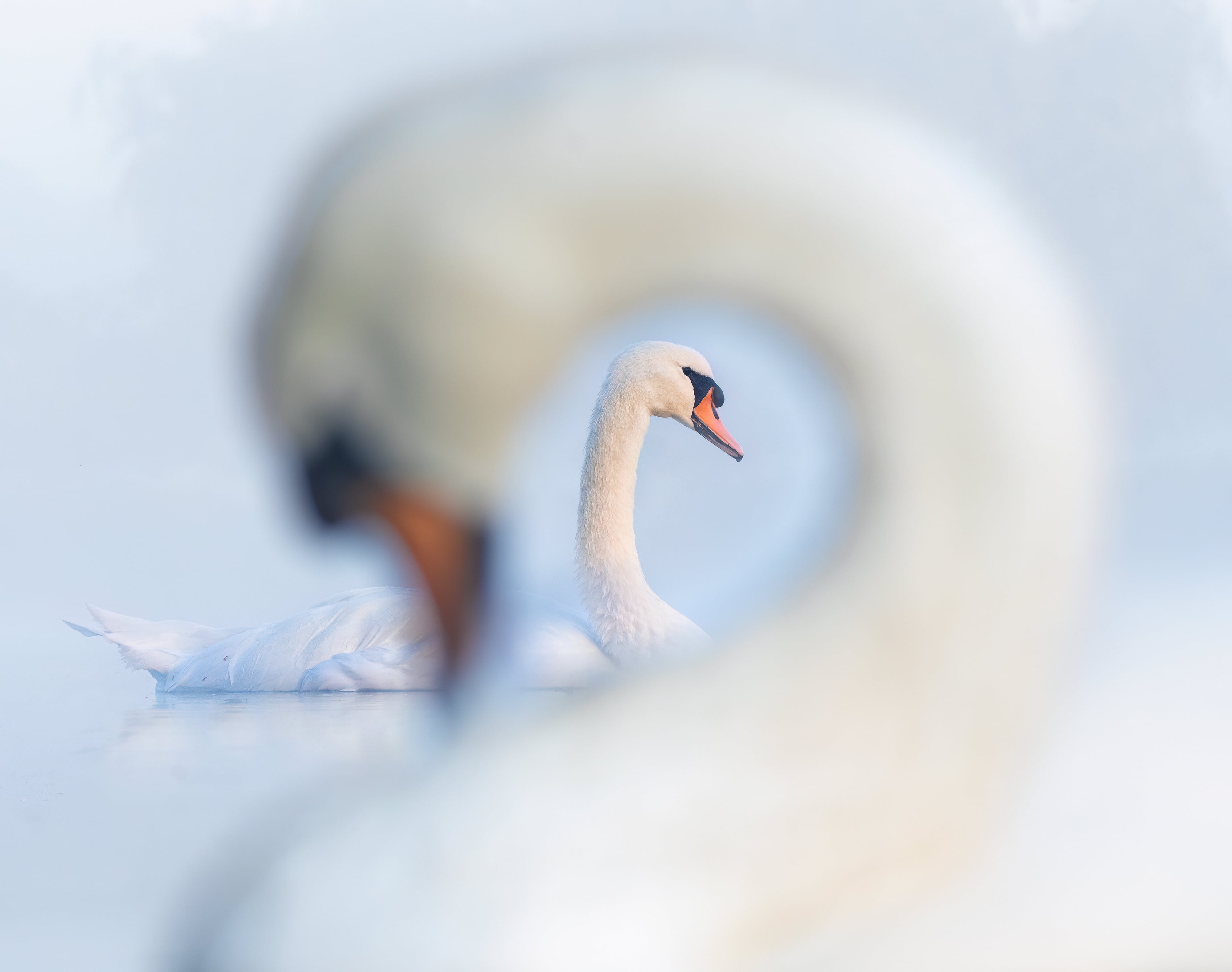 Welcome to Swanception!
