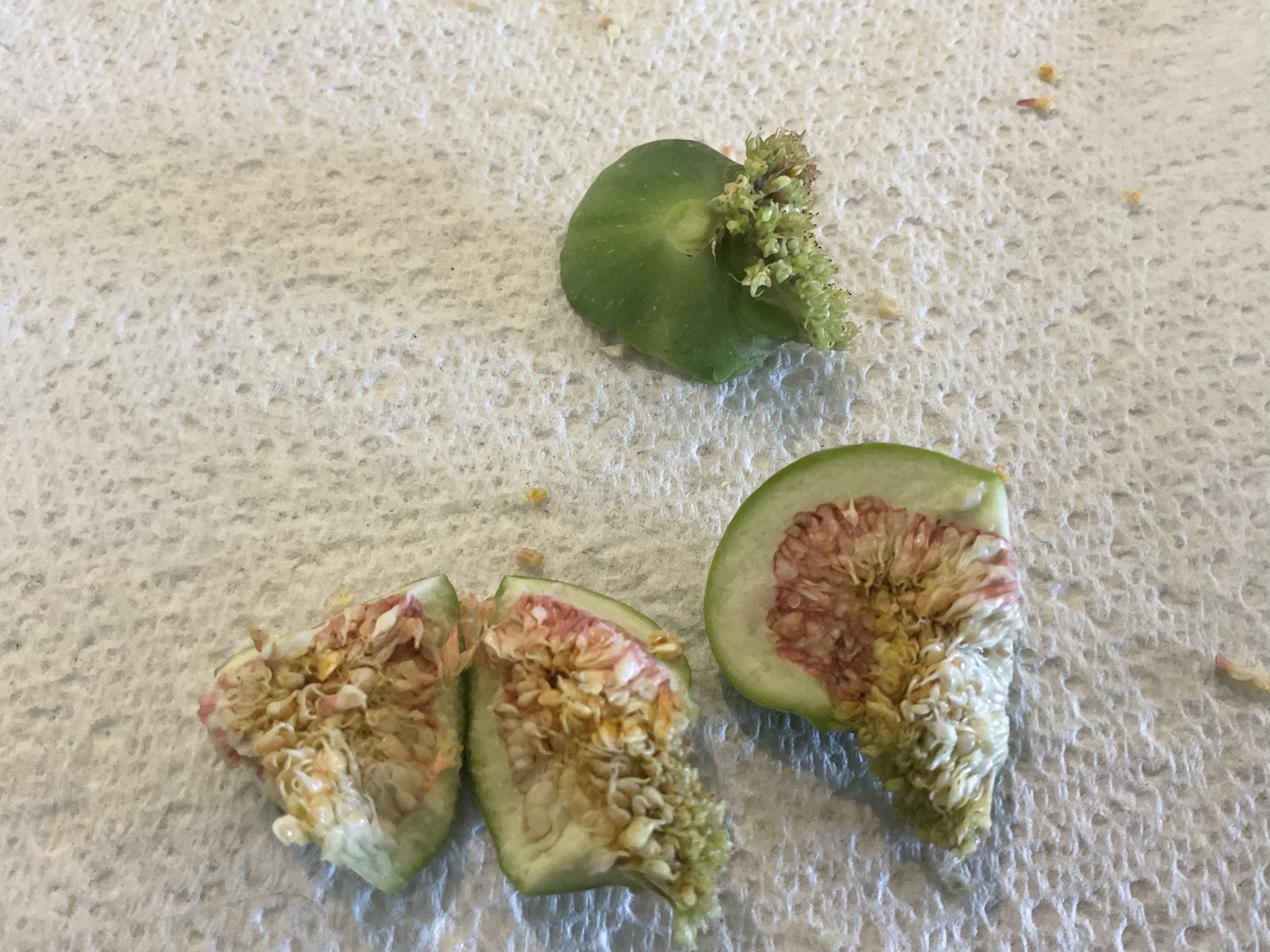 Curious Case of Unusual Fig Fruits: Any Insights?