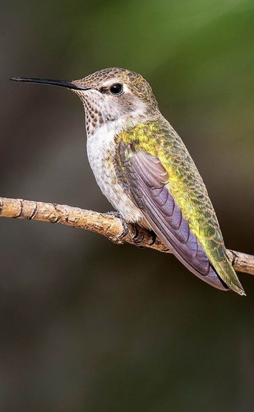 Anna's Hummingbird: A Beautiful Encounter