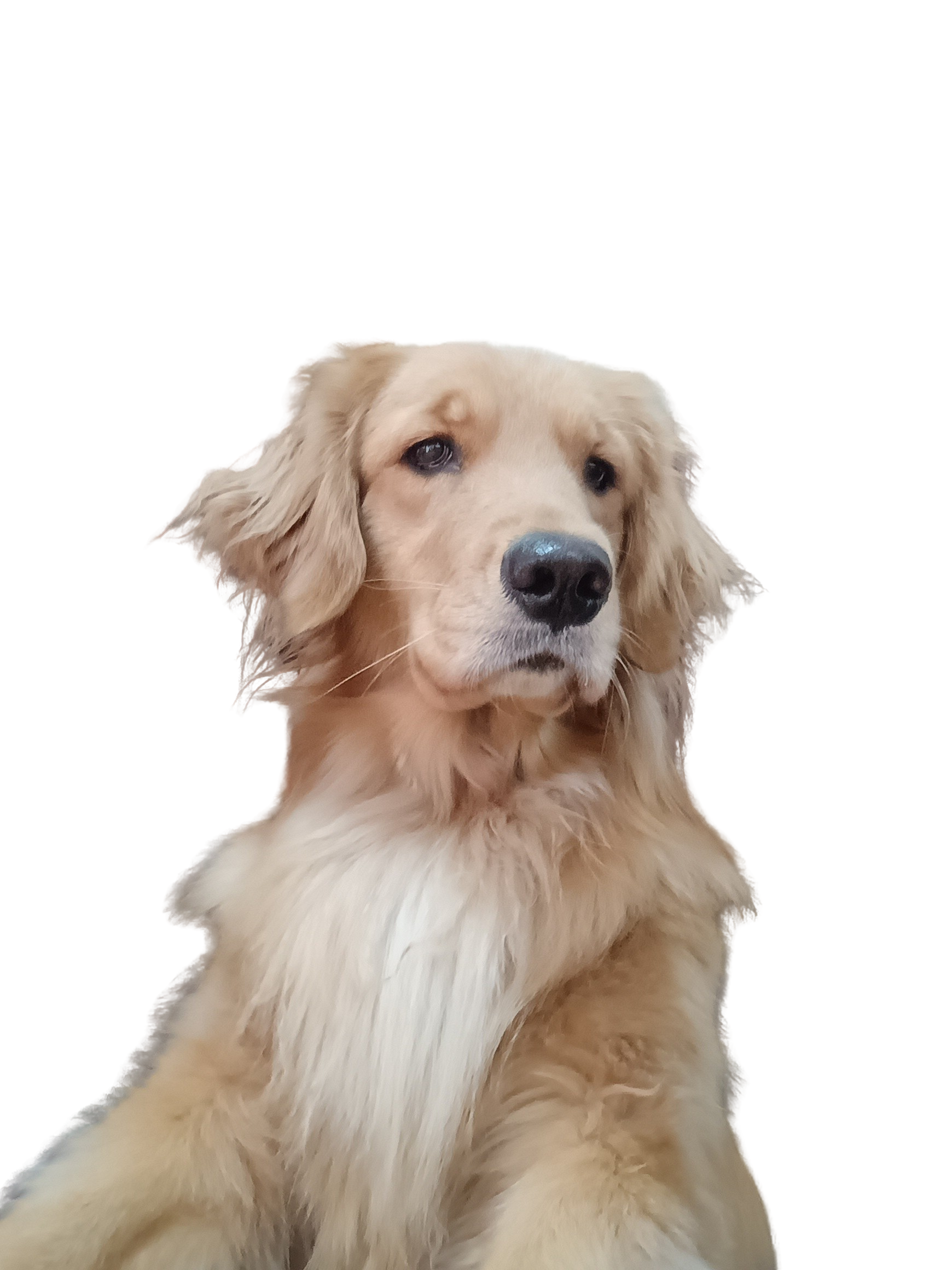 Meet Miss Nina, the Gorgeous Golden Retriever