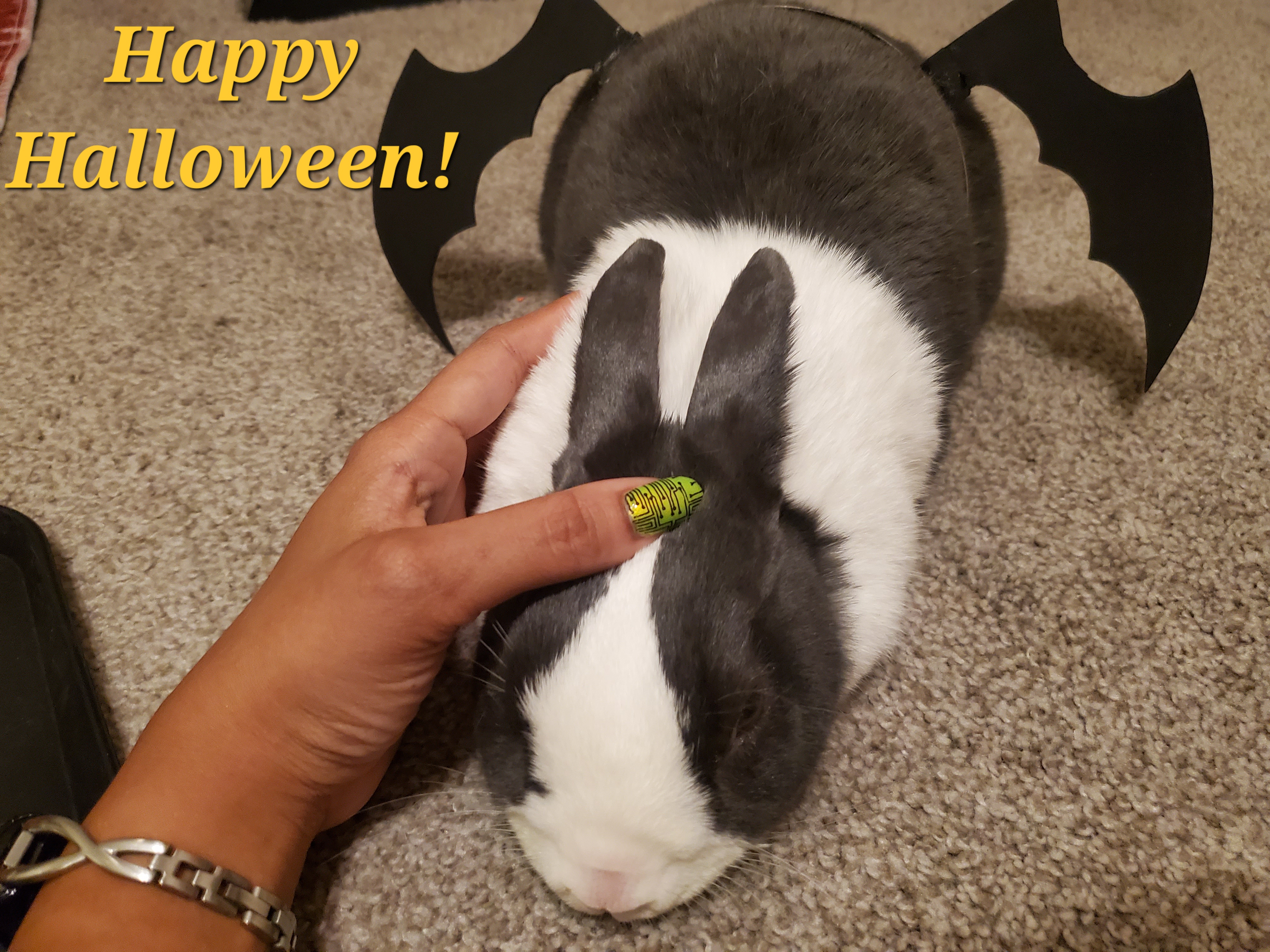 This Bunny is Not a Fan of His Costume: Hilarious Reactions
