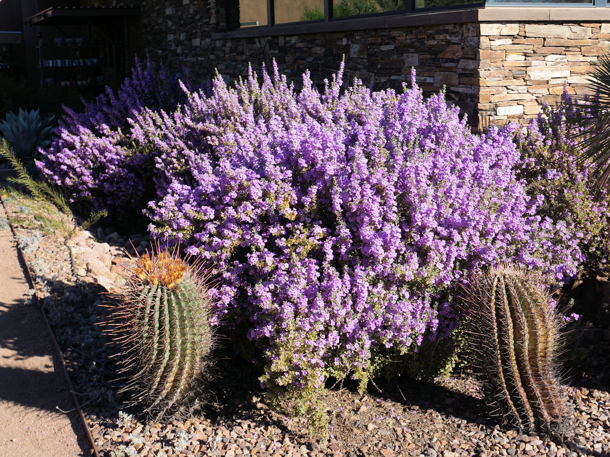 Discovering More Wonders at the Desert Botanical Gardens