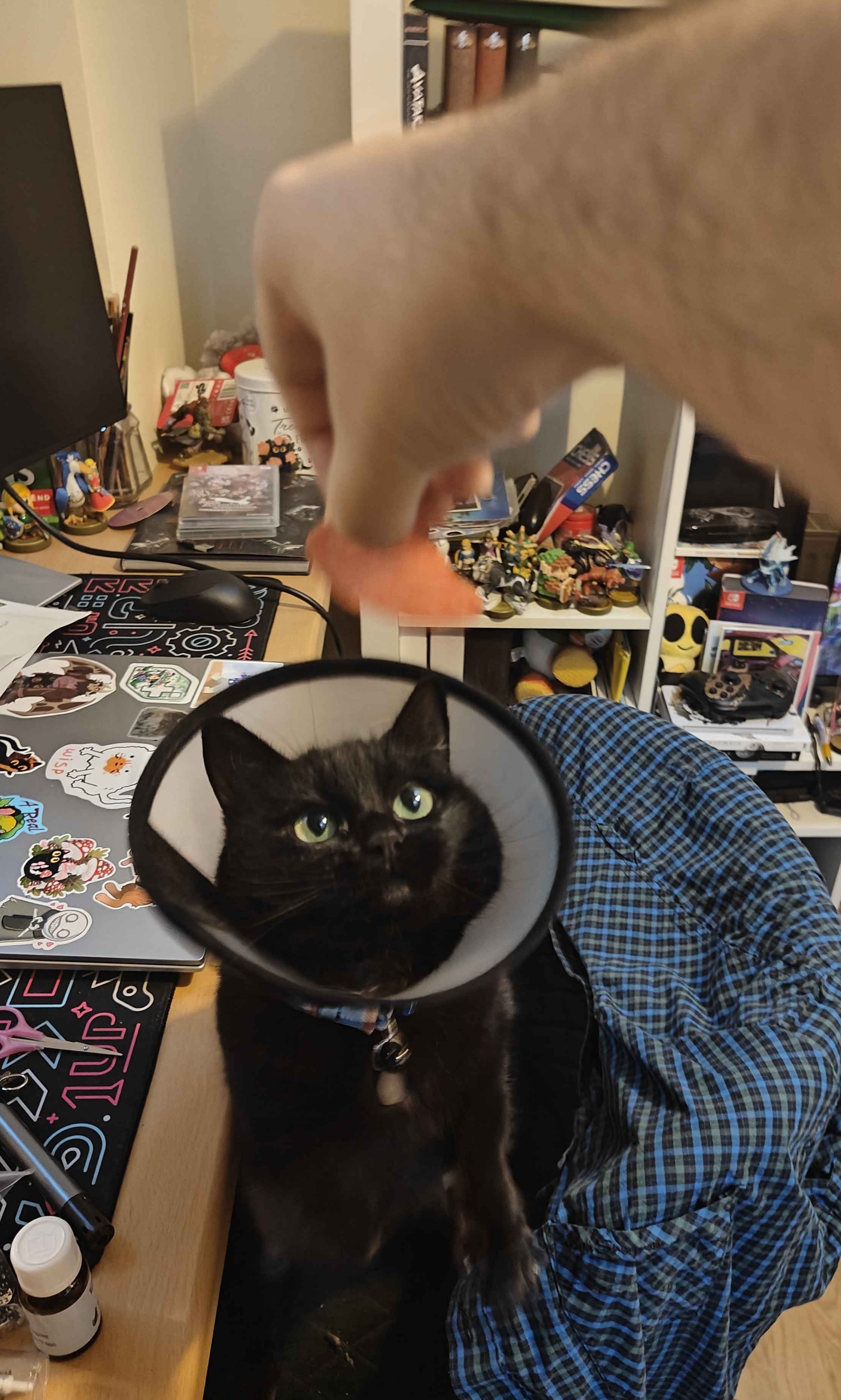 A Cat's Delight: Enjoying a Little Salami Treat