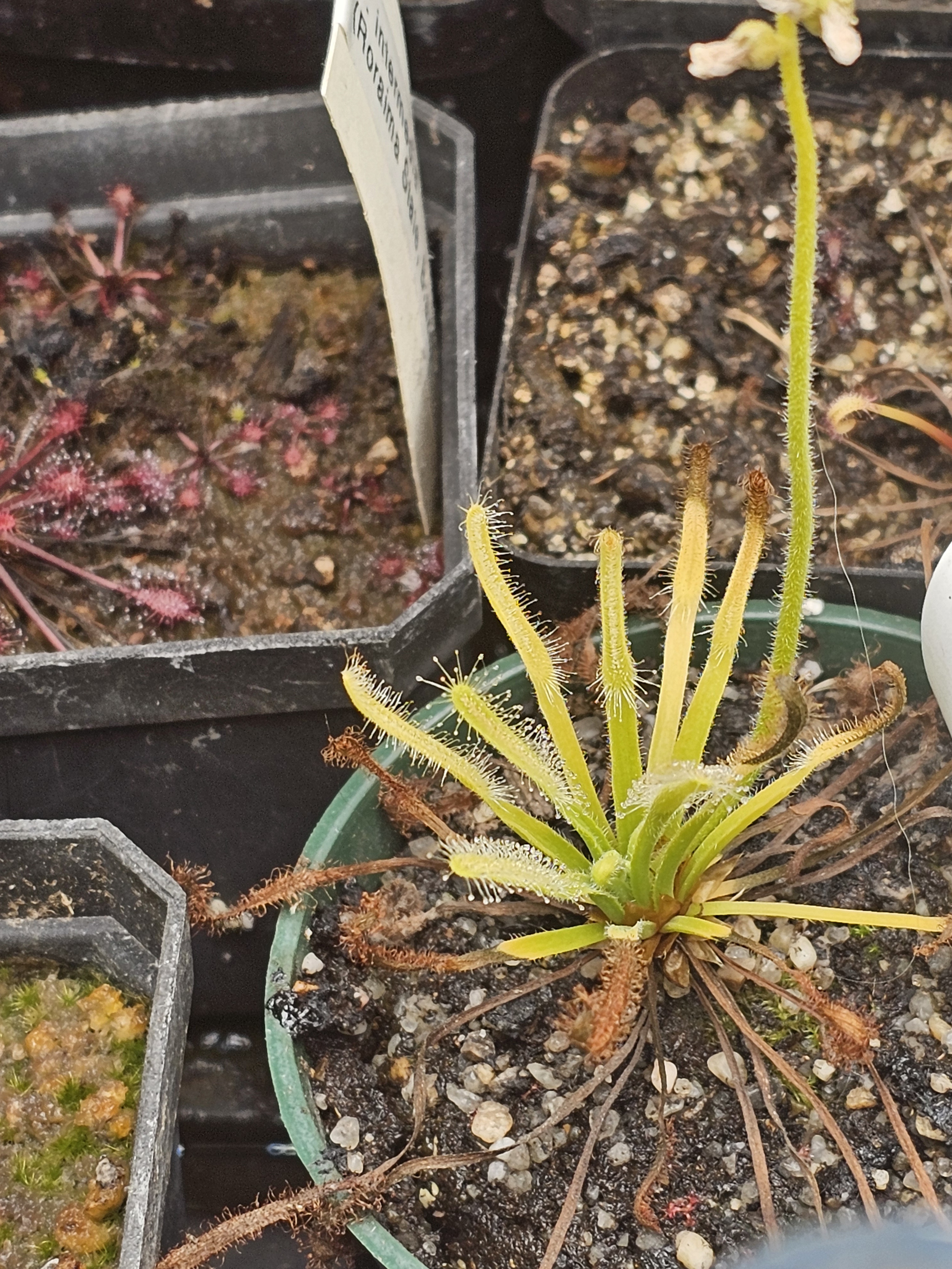 The Fascinating World of Sundews