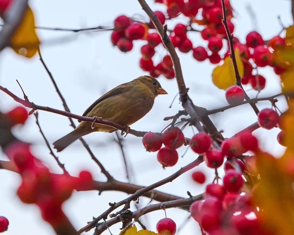 Just a Bird, Nothing More