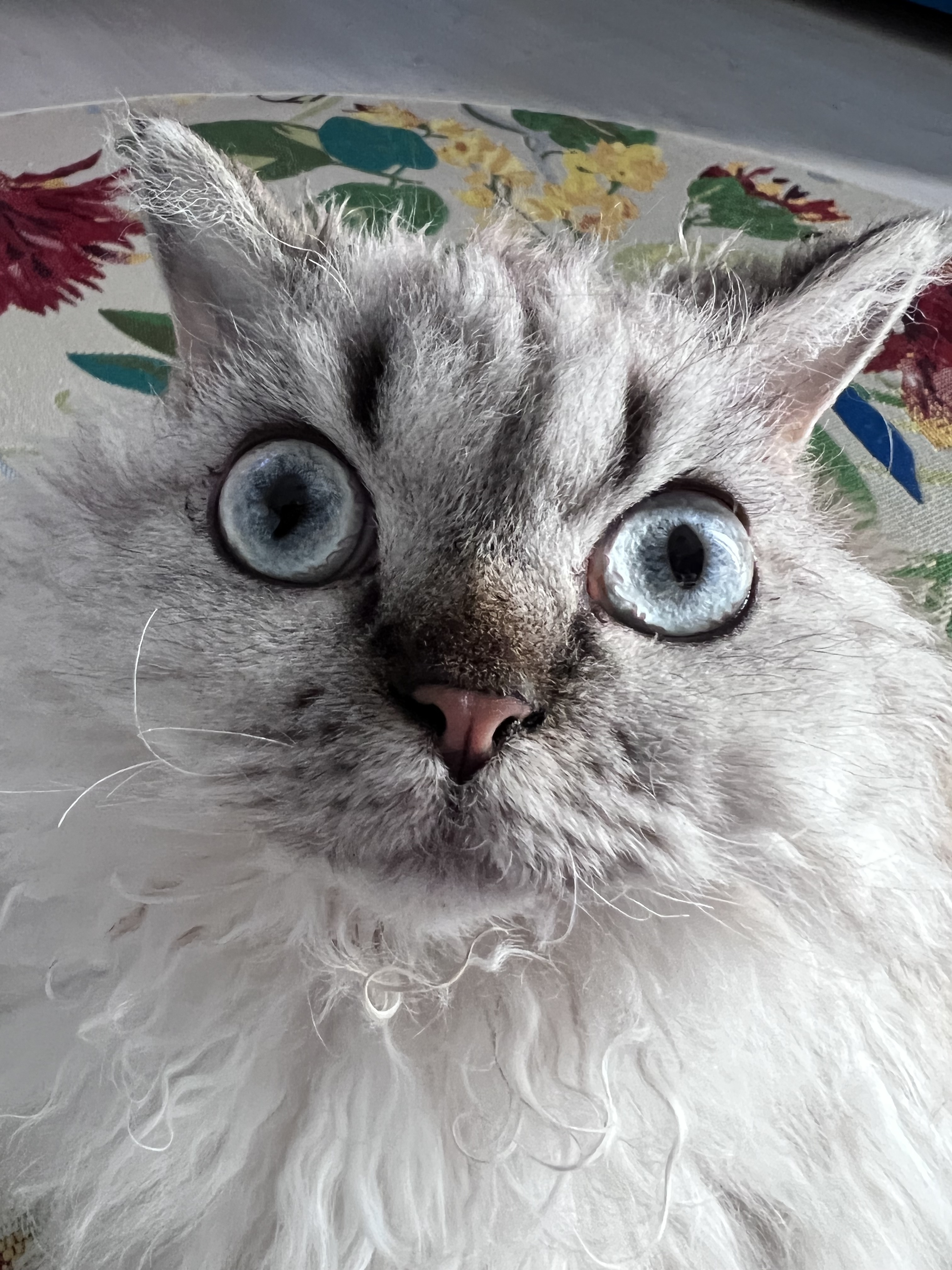 Just Take a Look at Me!
