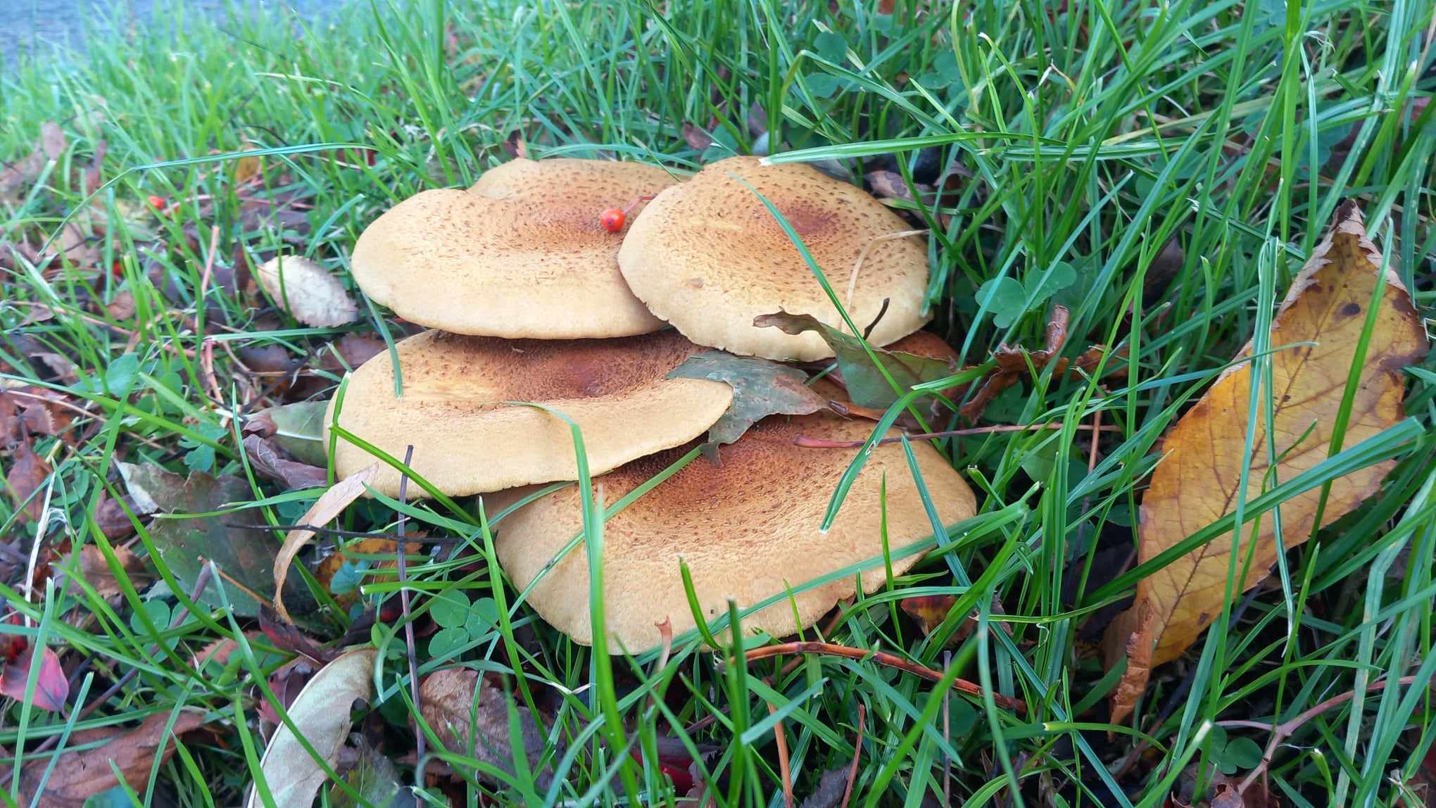Mushroom Wonderland: A Glimpse of Galway, Ireland