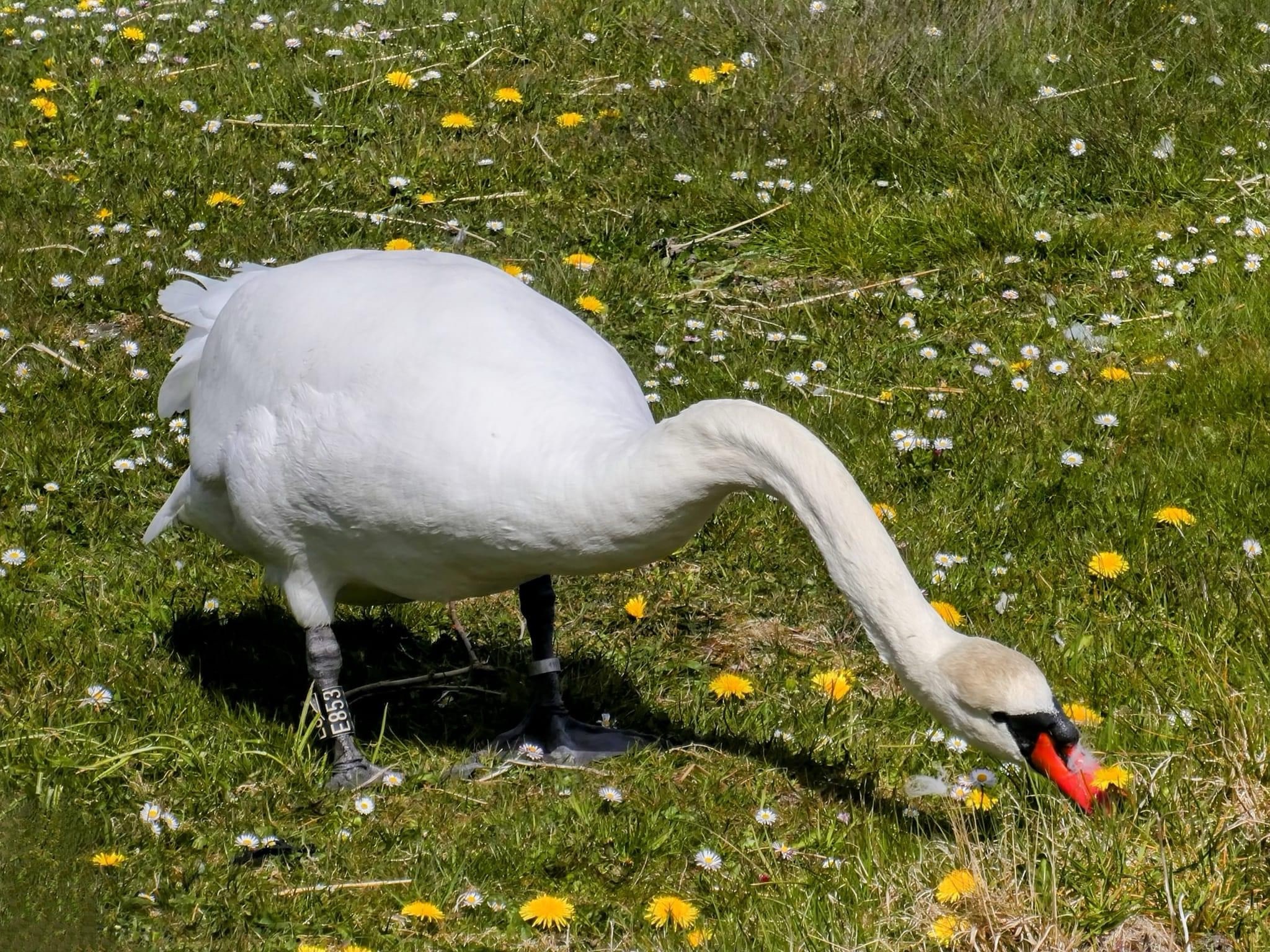 A Graceful Swan Gliding Through the Water
