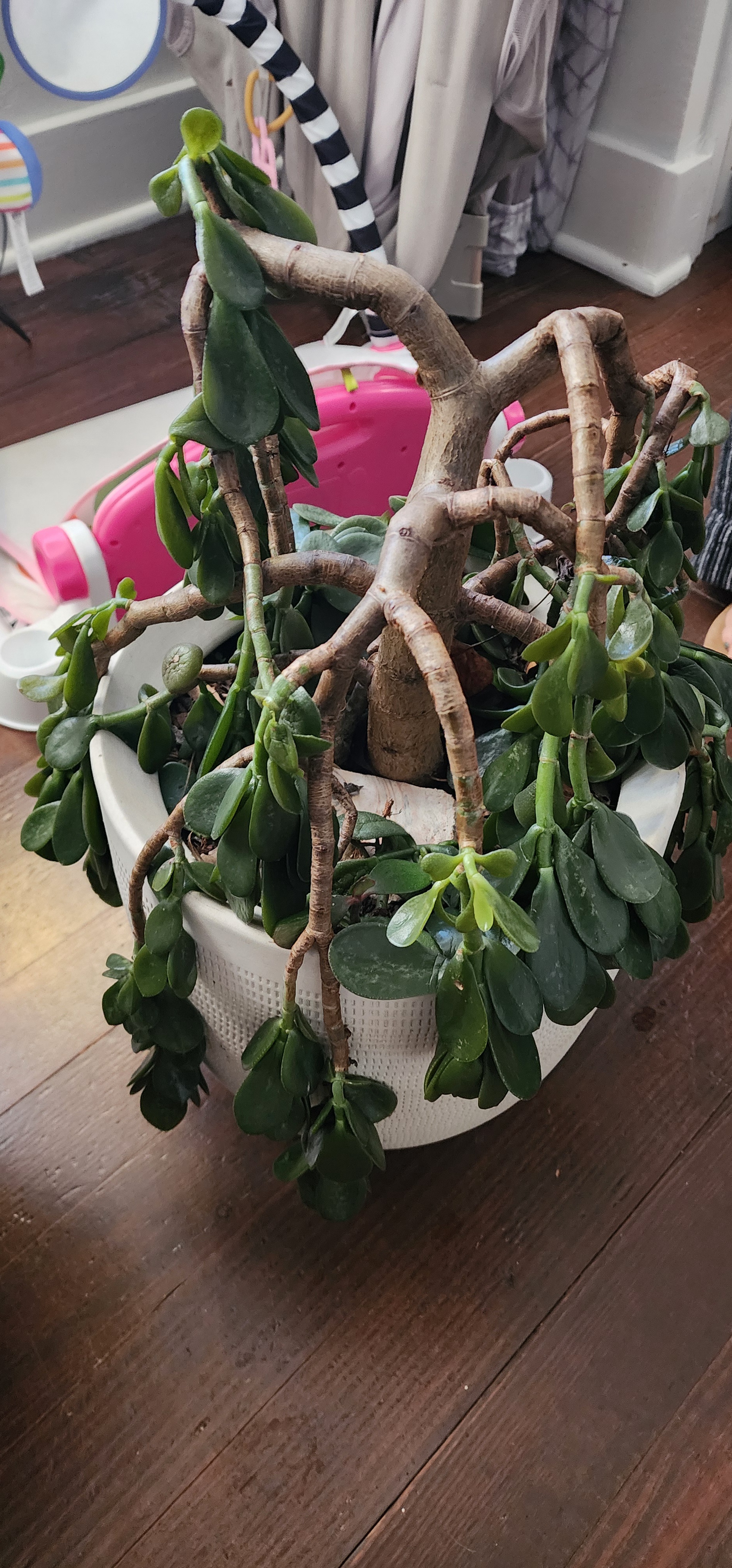 Plants That Suffered from Frost Damage