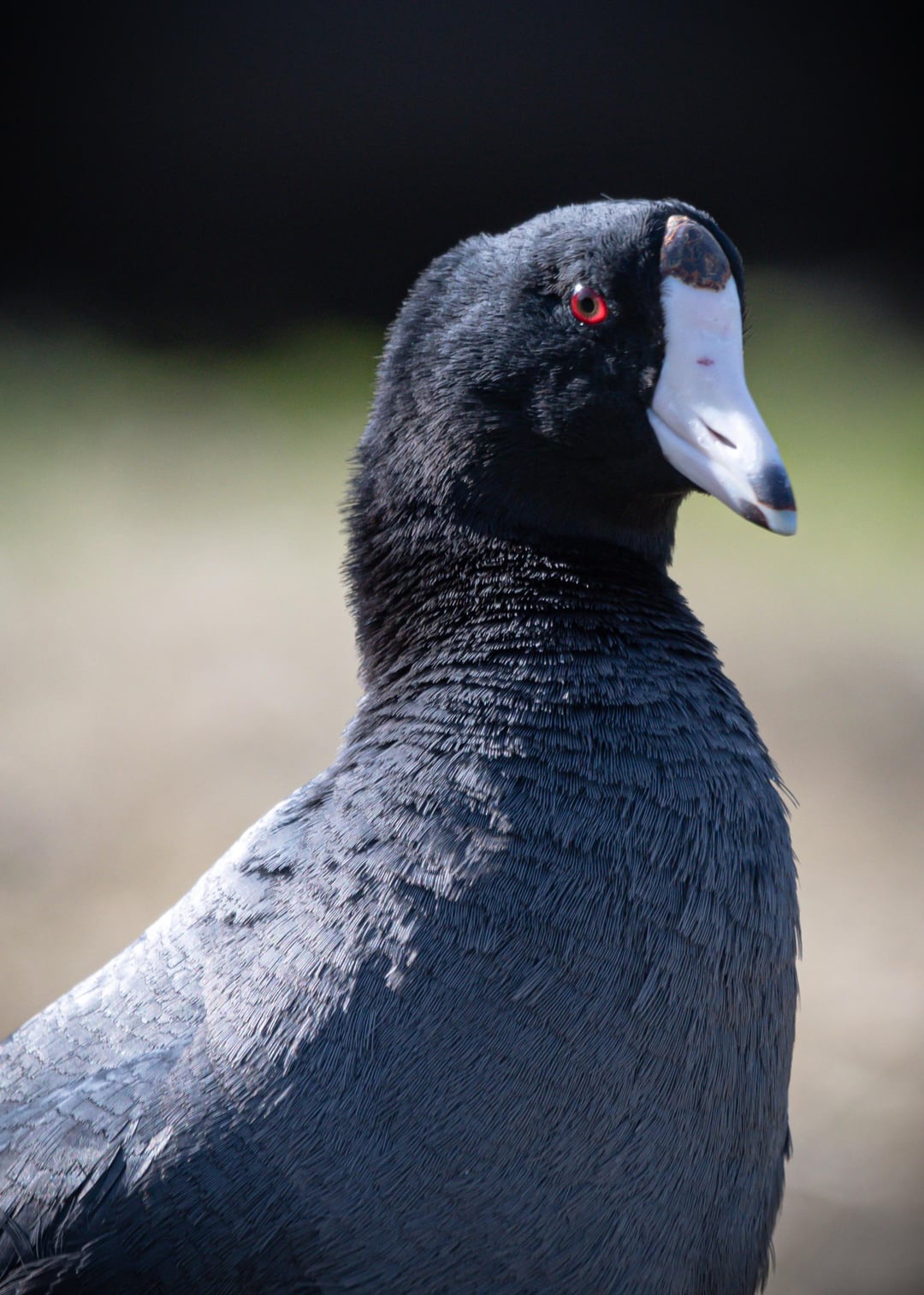 Curious About Coots? Here's What You Need to Know!