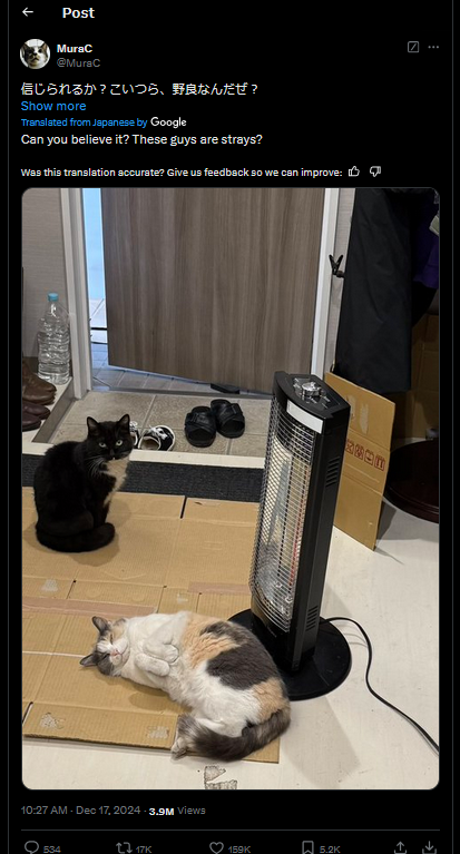 Can You Believe These Adorable Creatures Were Strays?