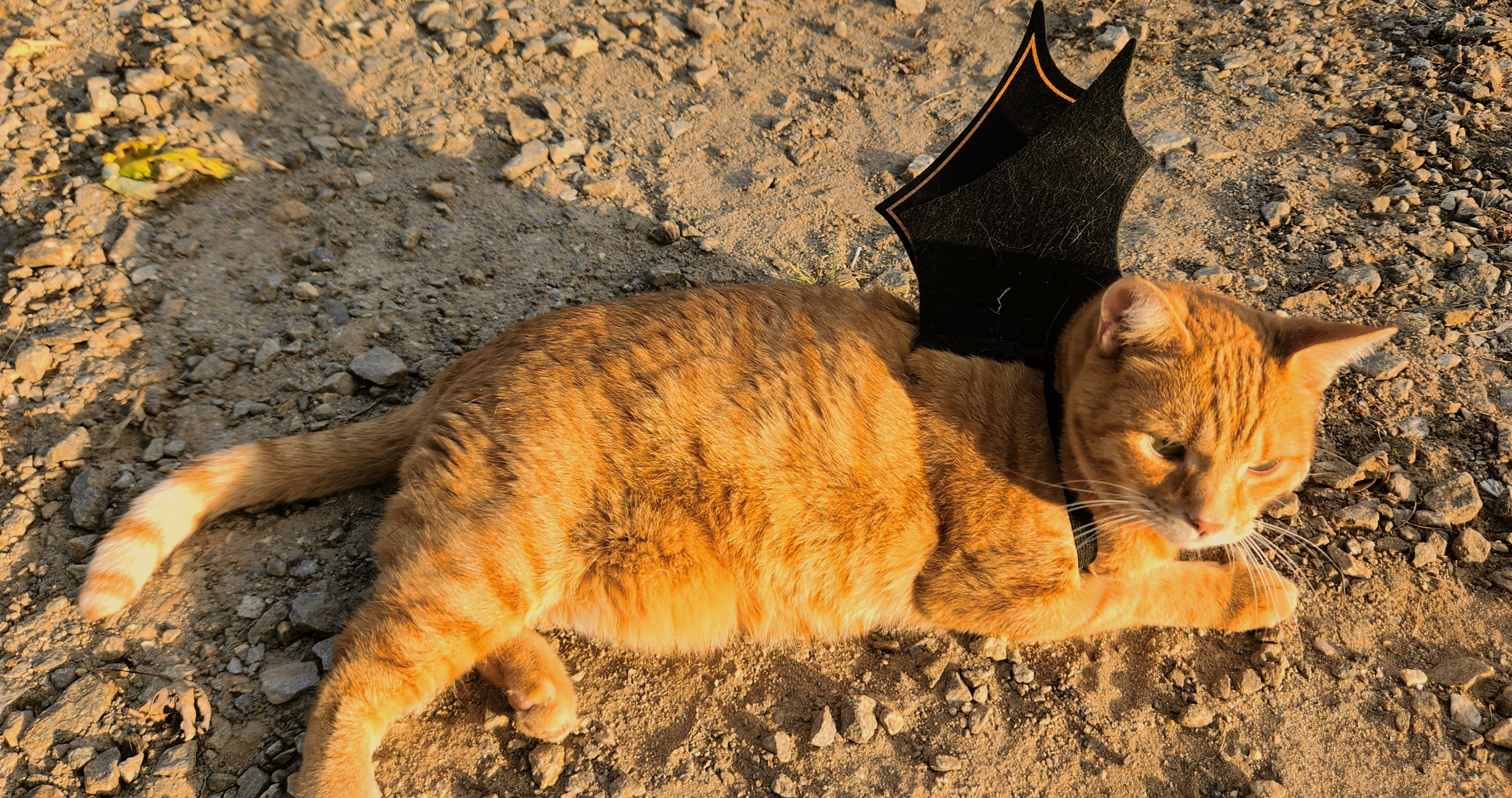 The Adorable Bat Cat