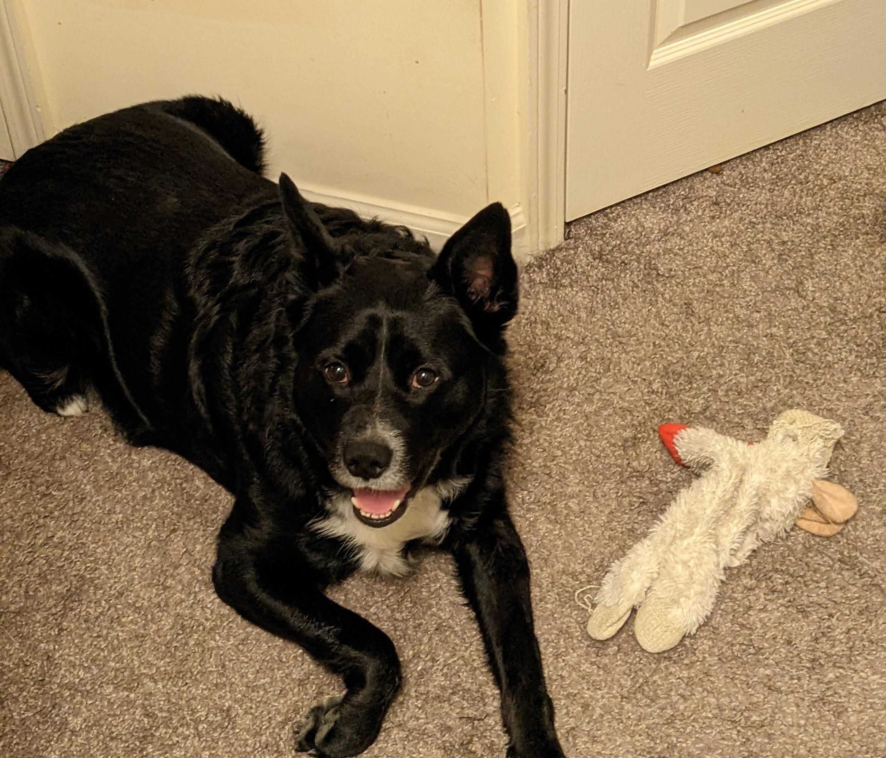 Meet Koda: The Star of the Show