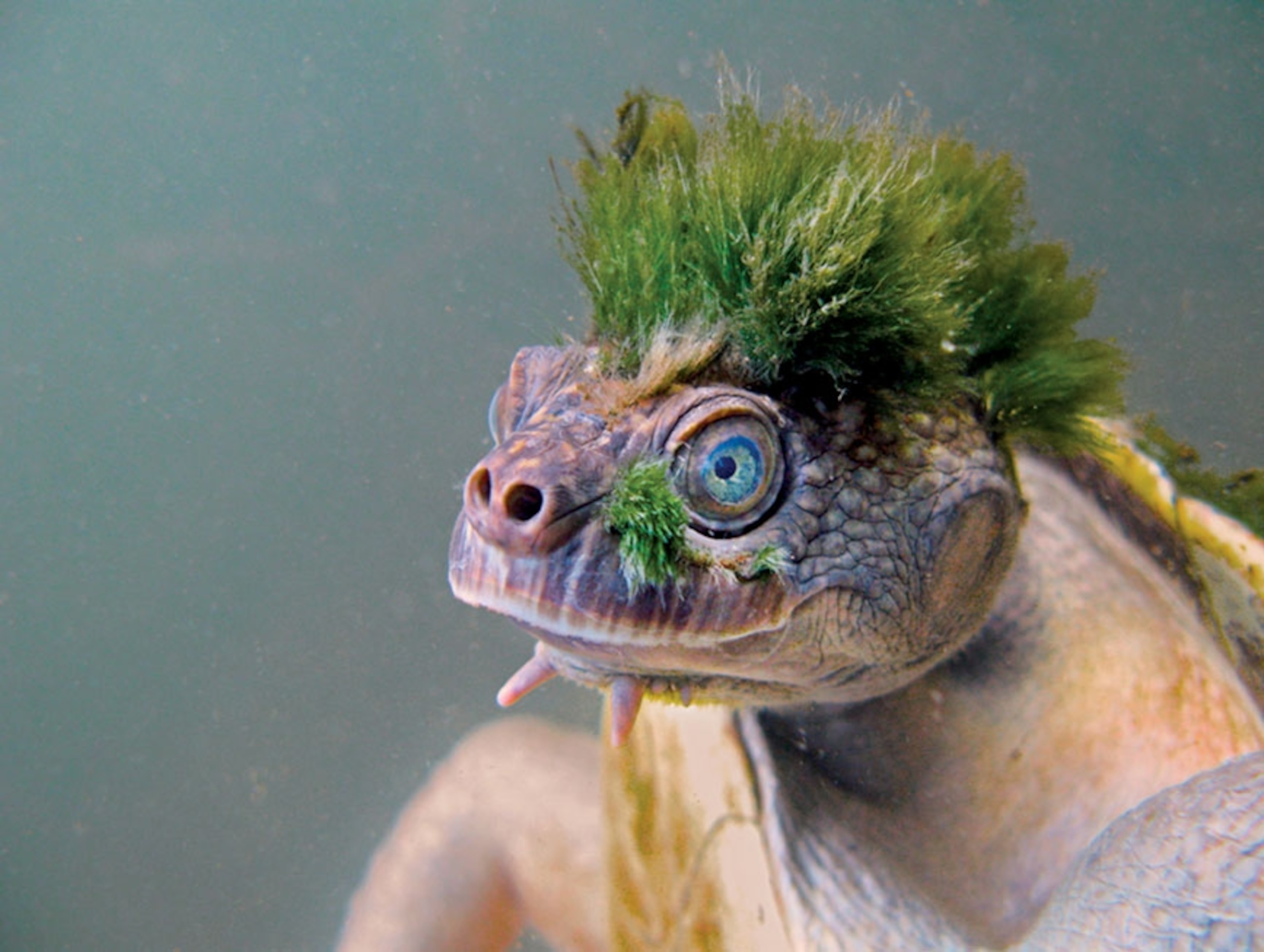 Algae Mohawk: A Unique Hairstyle