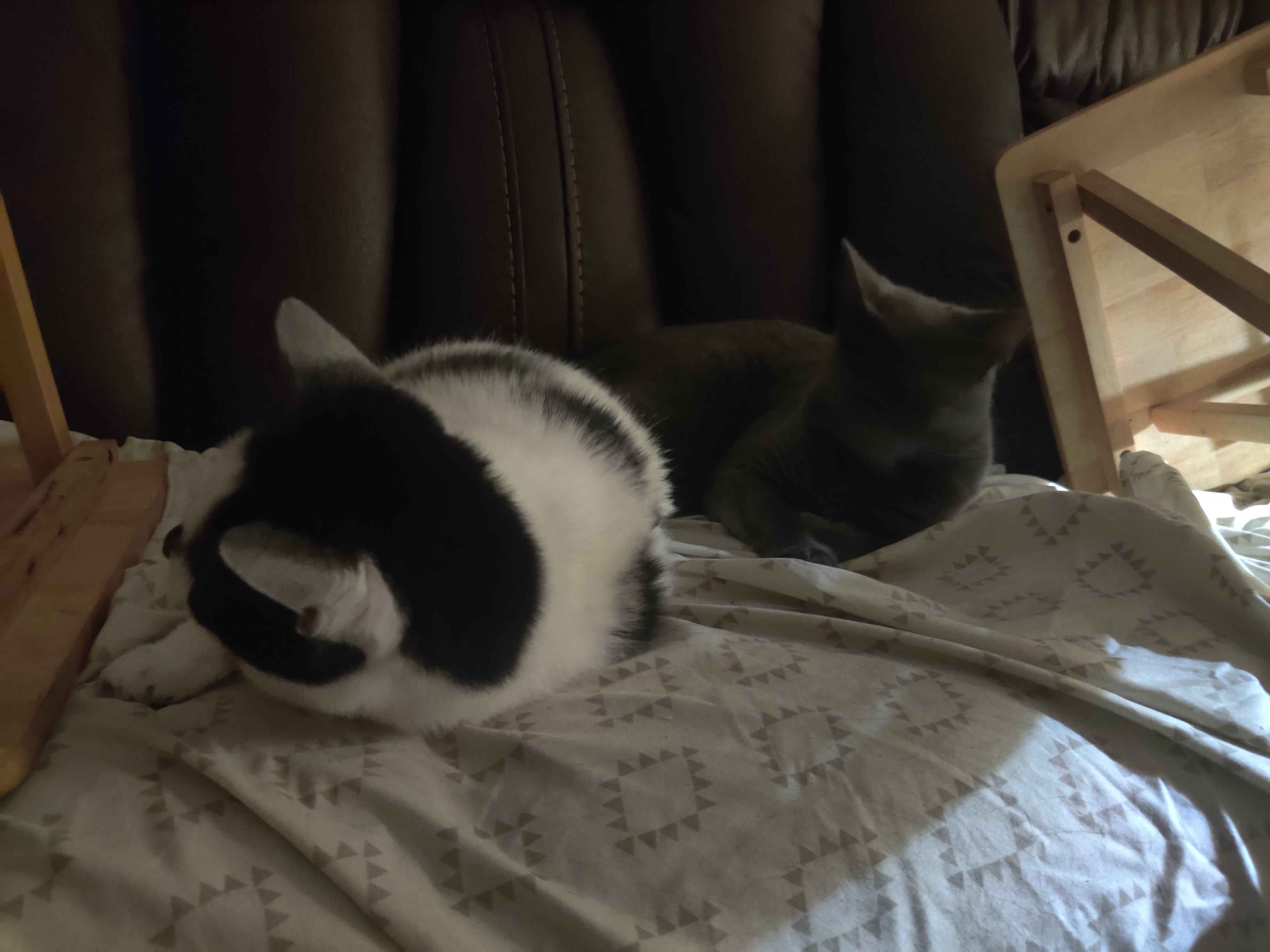 Lena and Smokey: A Heartwarming Duo