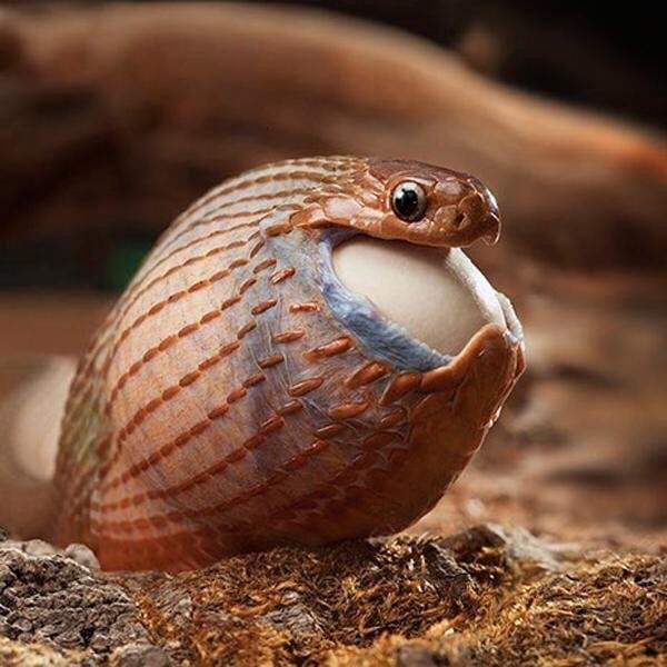 That Moment When I Snag the Last Candy and My Girlfriend Asks for a Piece