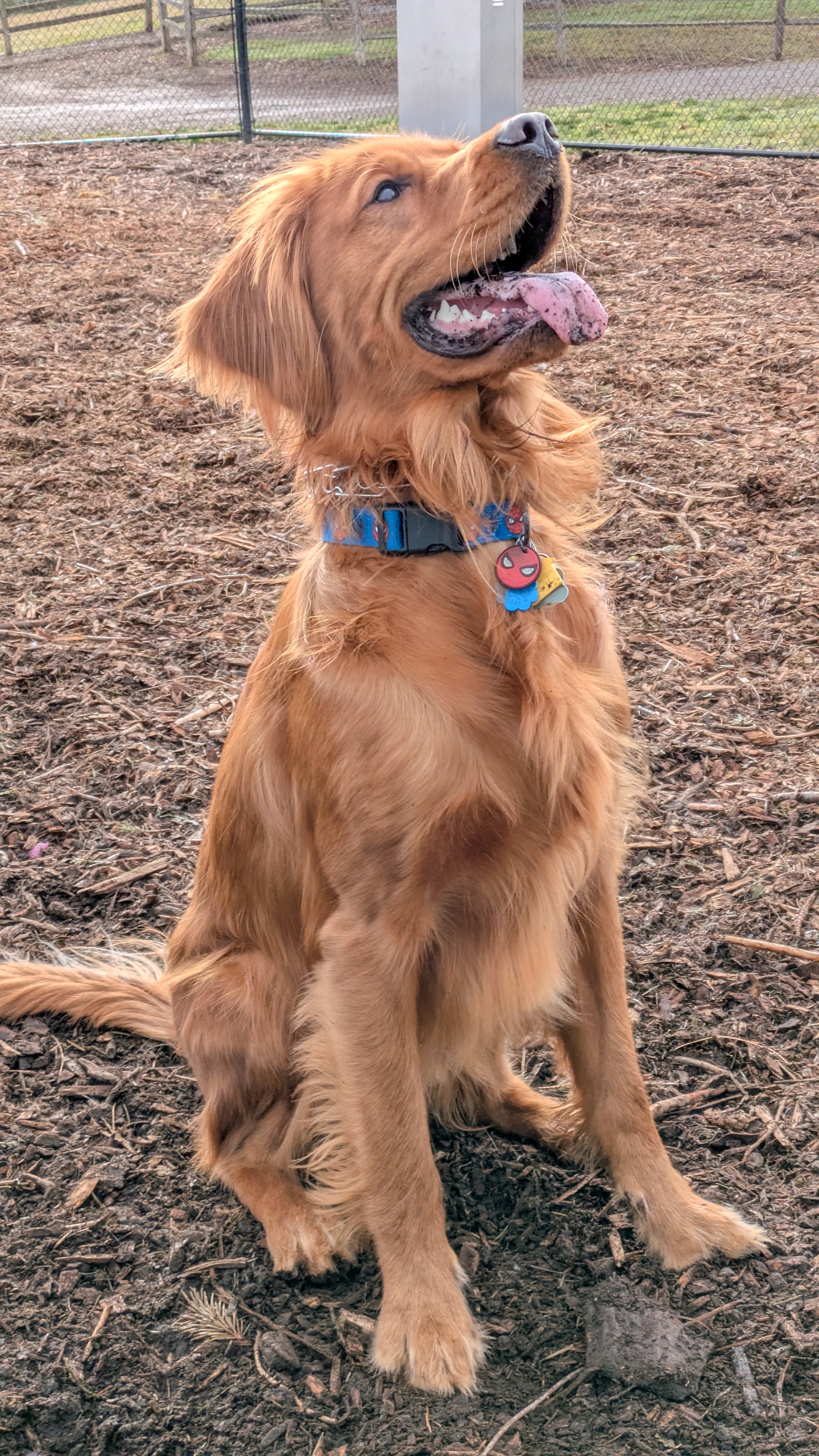 Meet Cooper's Loyal Friend, Banks