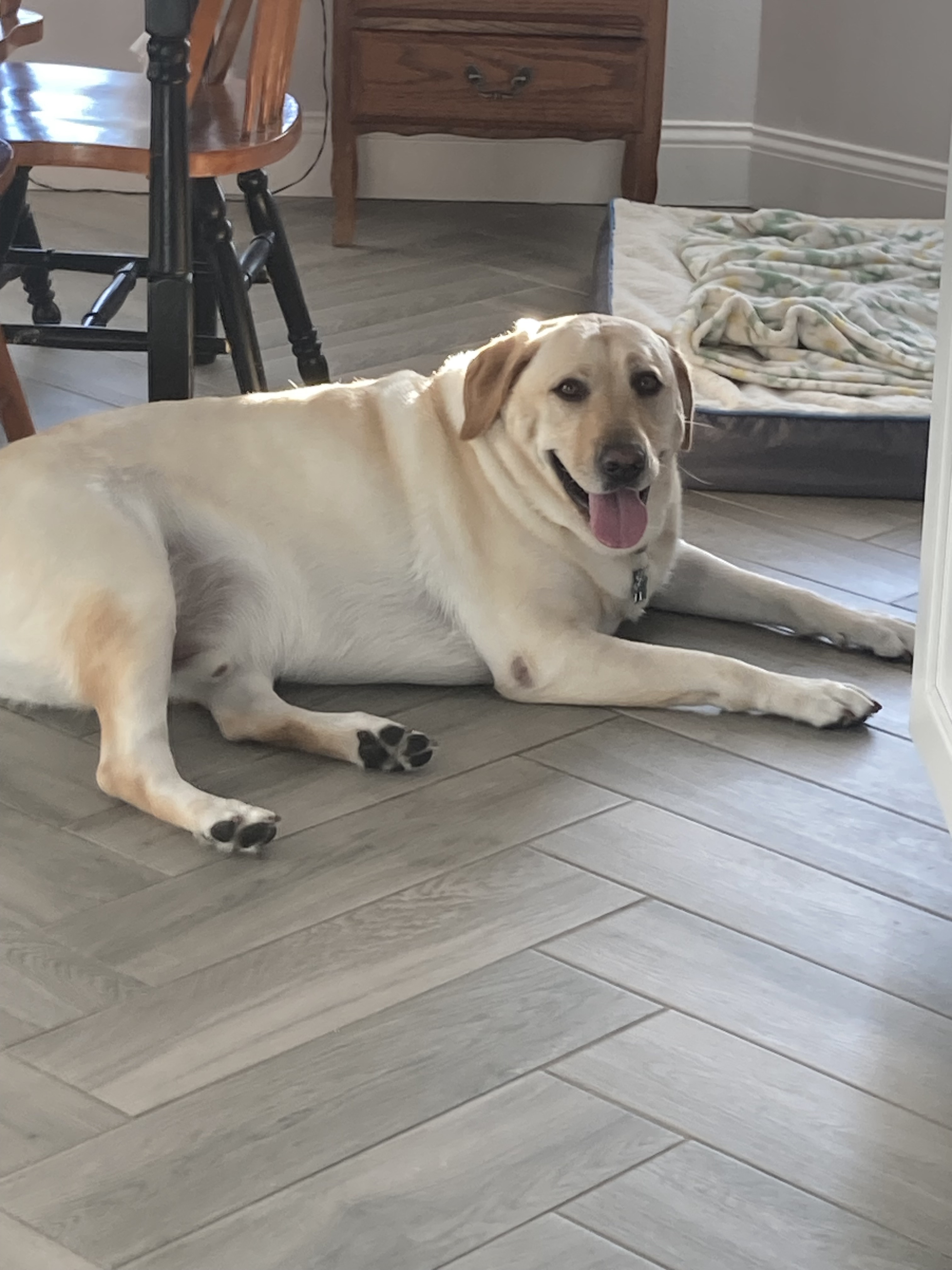 Adorable Pupper Alert!