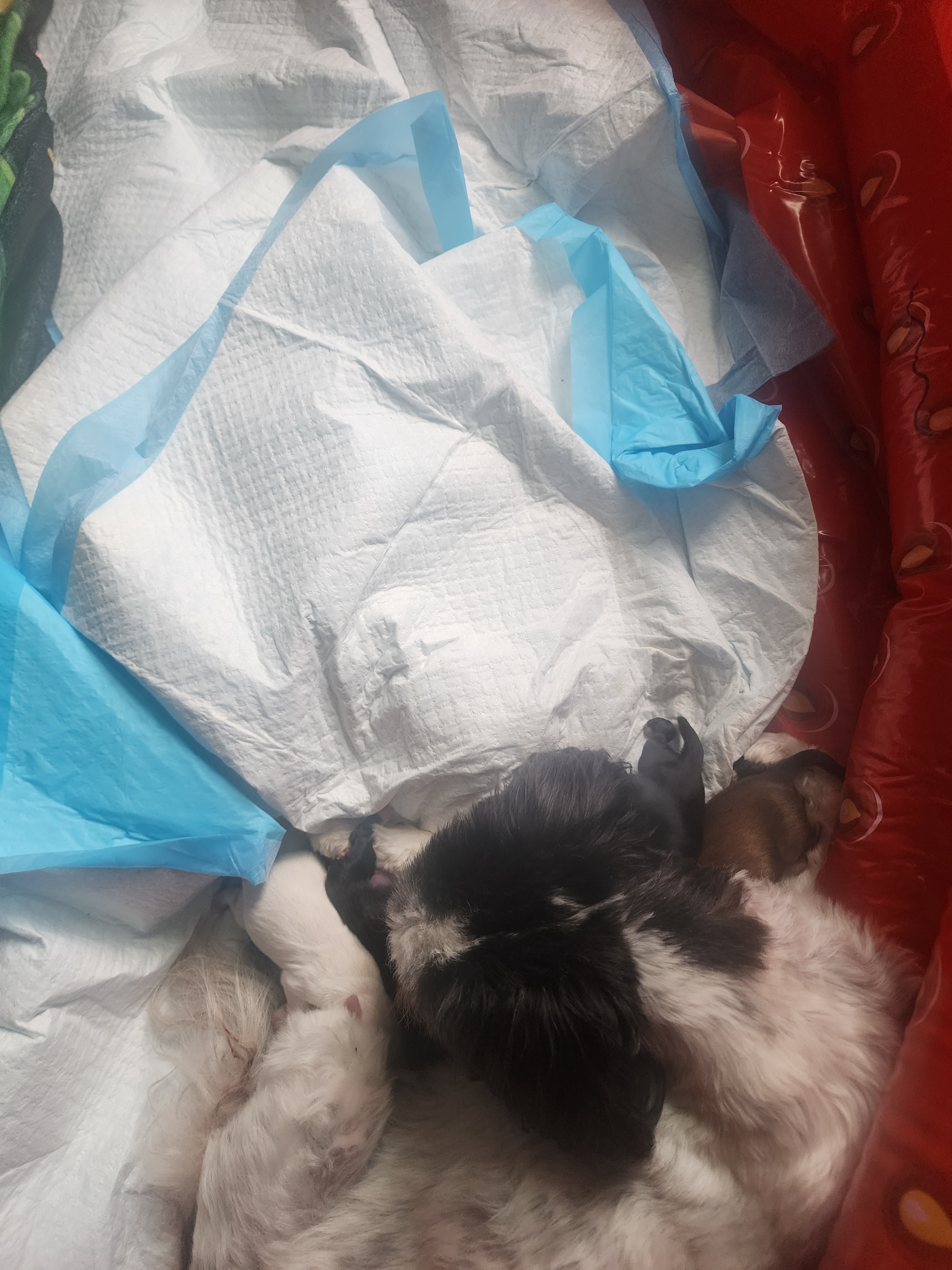 Help Me Name My Adorable Puppies: Ideas Welcome!