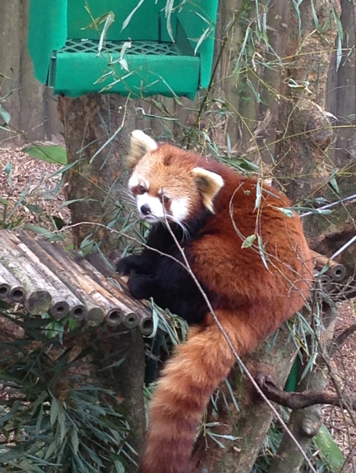 The Charming Red Panda
