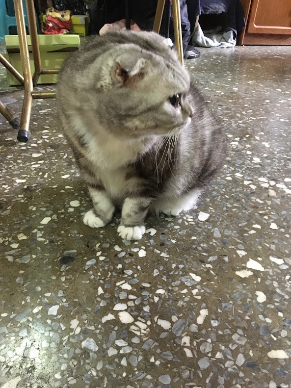 Another Adorable Cat That Will Brighten Your Day