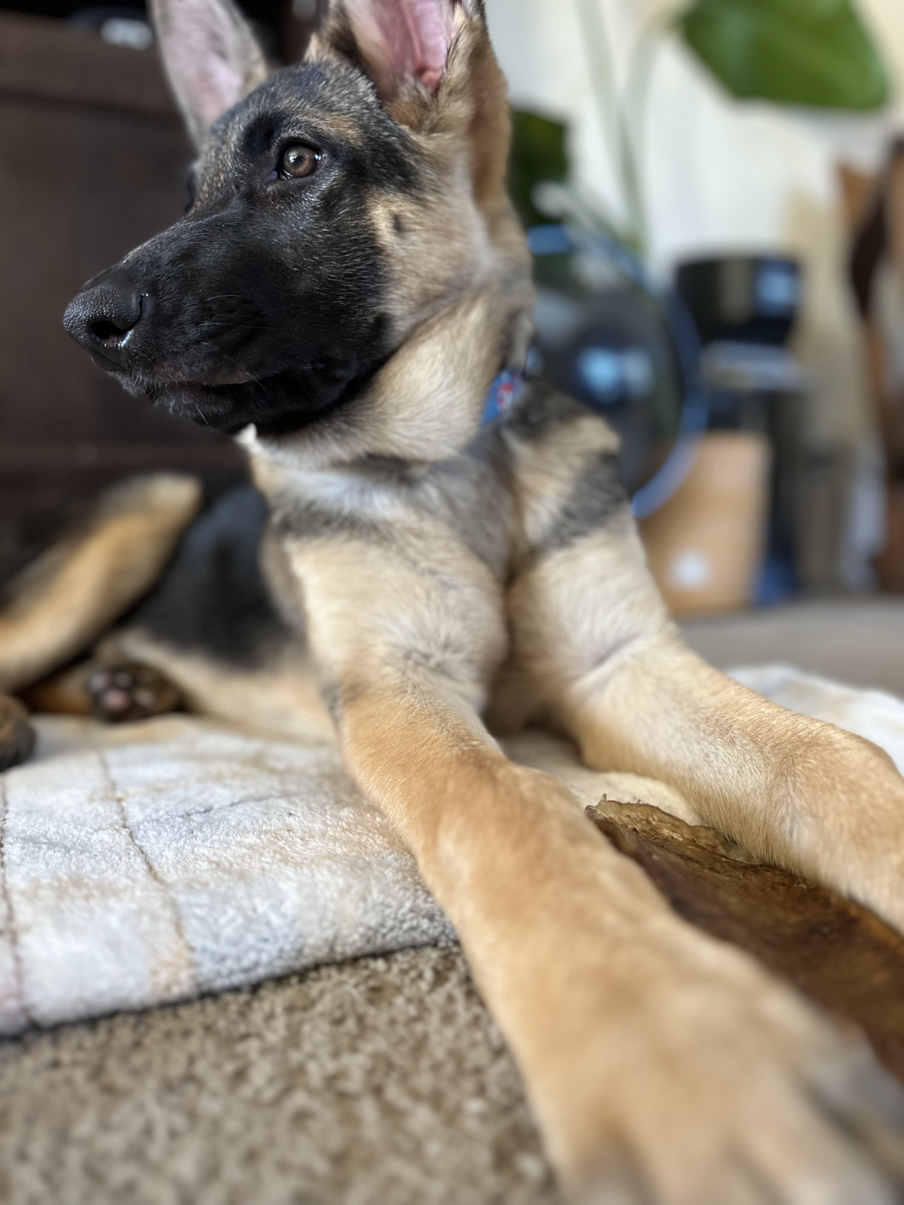 No One Claimed Her, So She's Found a Forever Home!