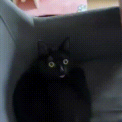 Cat's Epic Reaction: WHAAAAA!