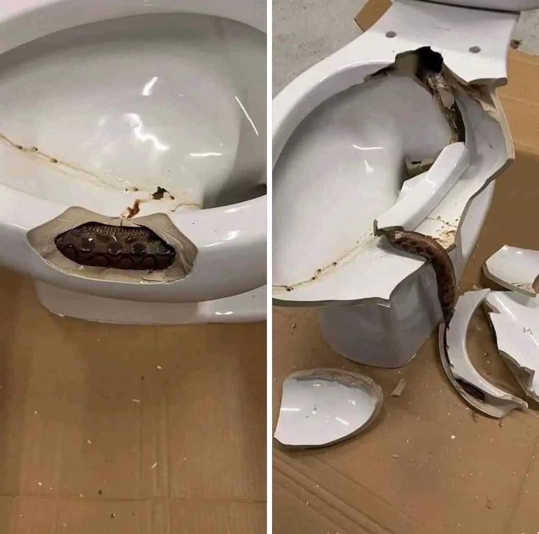 Surprise! A snake curled up inside a toilet