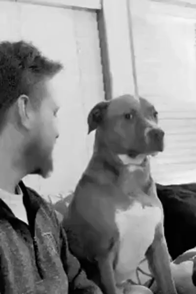 When You Playfully Tease the Big Doggo