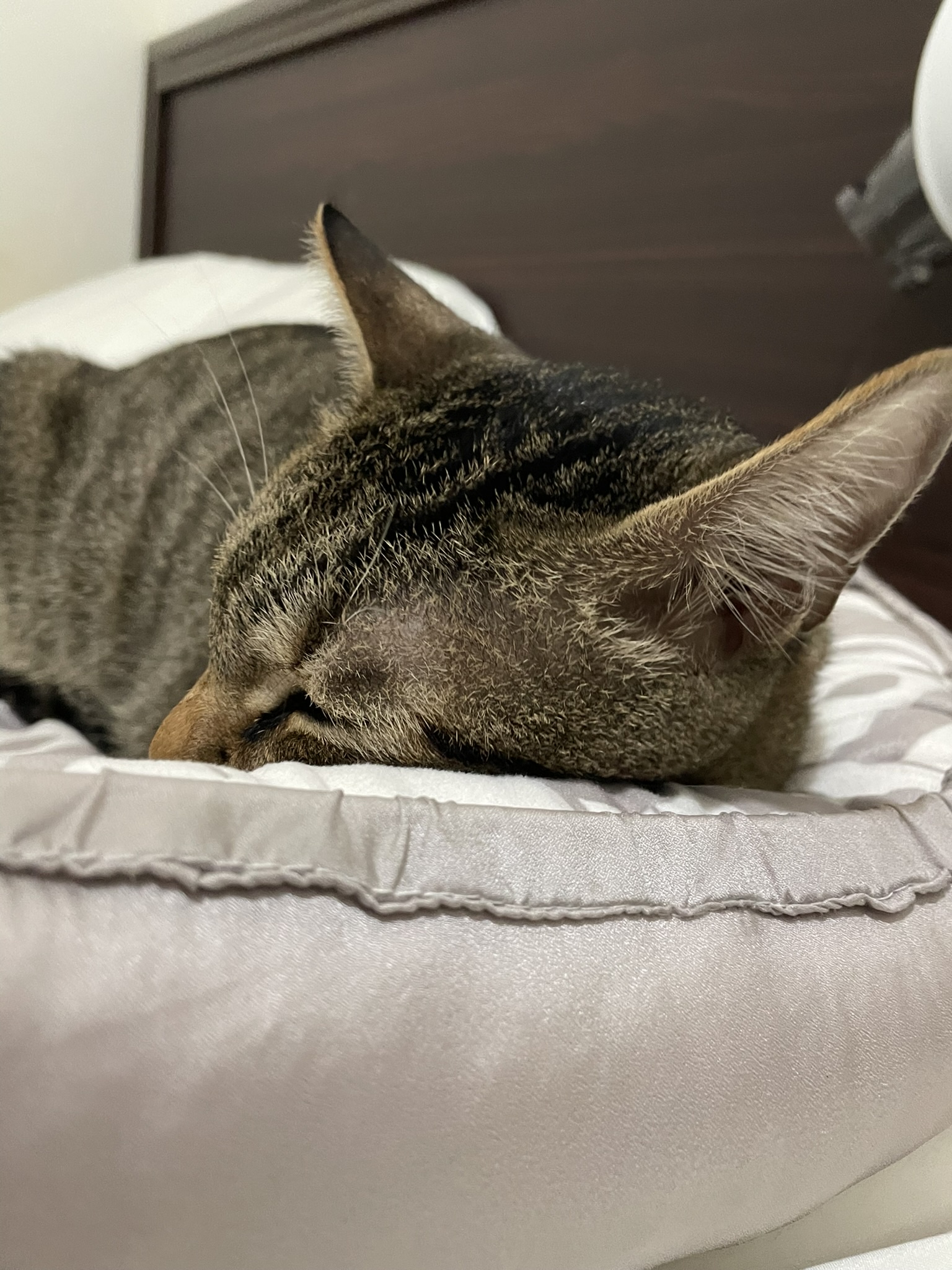 The Dreamy Sleeping Cat
