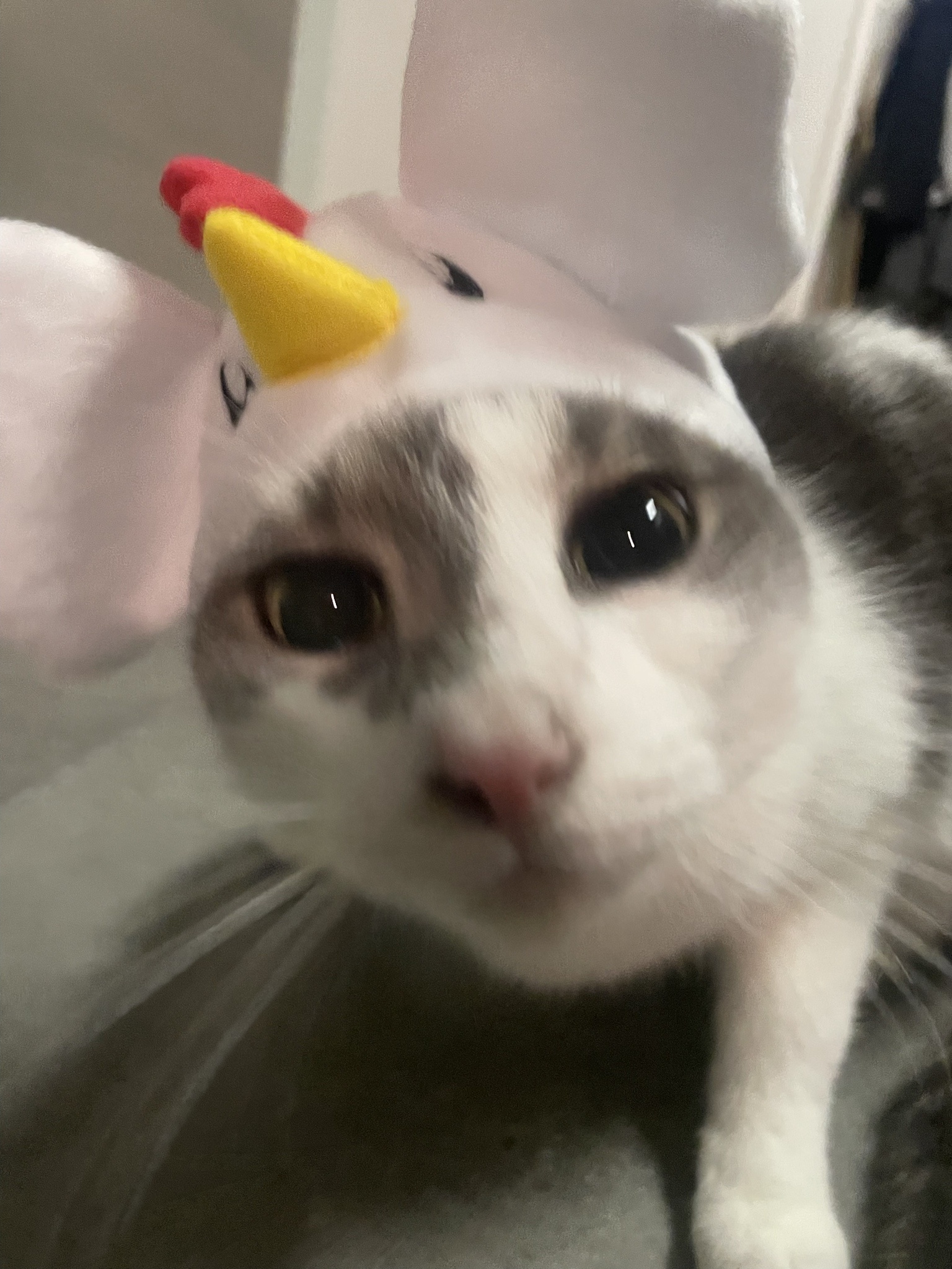 Today was rough, but finding a pet chicken costume at 90% off was supposed to lift my spirits. Instead, it just reminded me of all my emotions today.