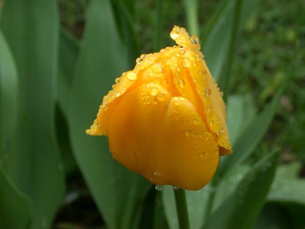 A Stunning Capture: My Favorite Tulip Photo from 15 Years Ago, Glimmering After the Rain