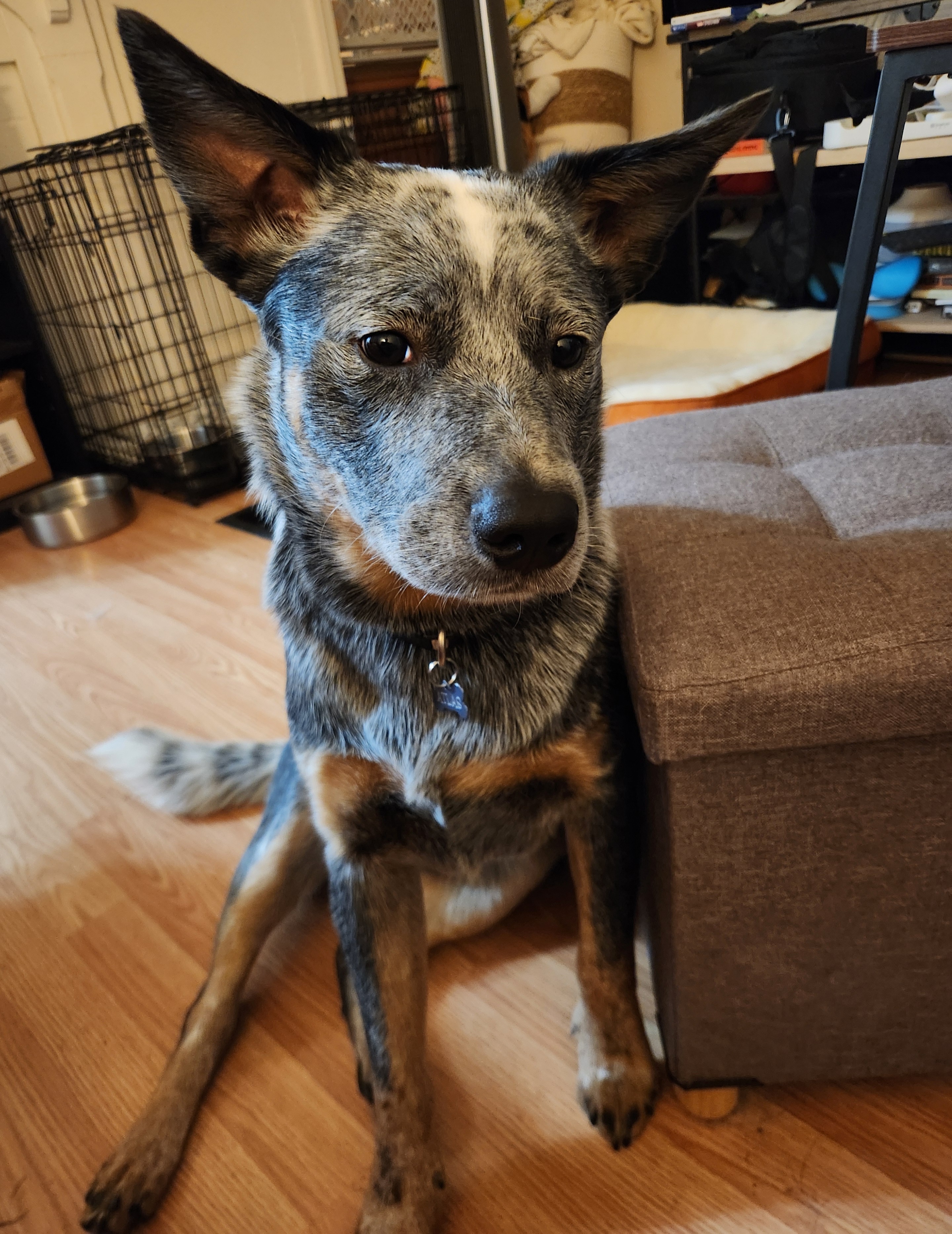 Atlas Has Arrived: Ready to Steal Your Heart and Some Treats