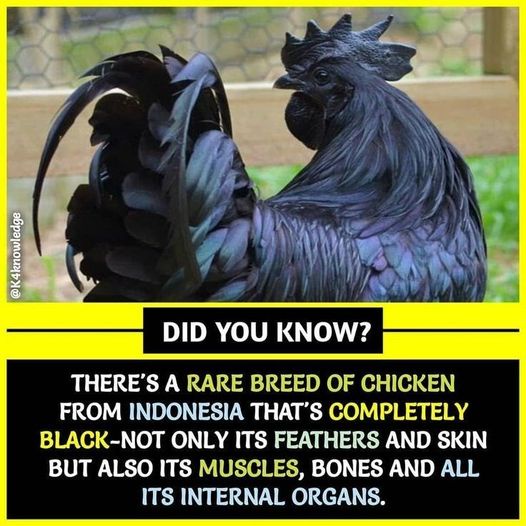 Did You Know? Fun Facts You Might Not Have Heard