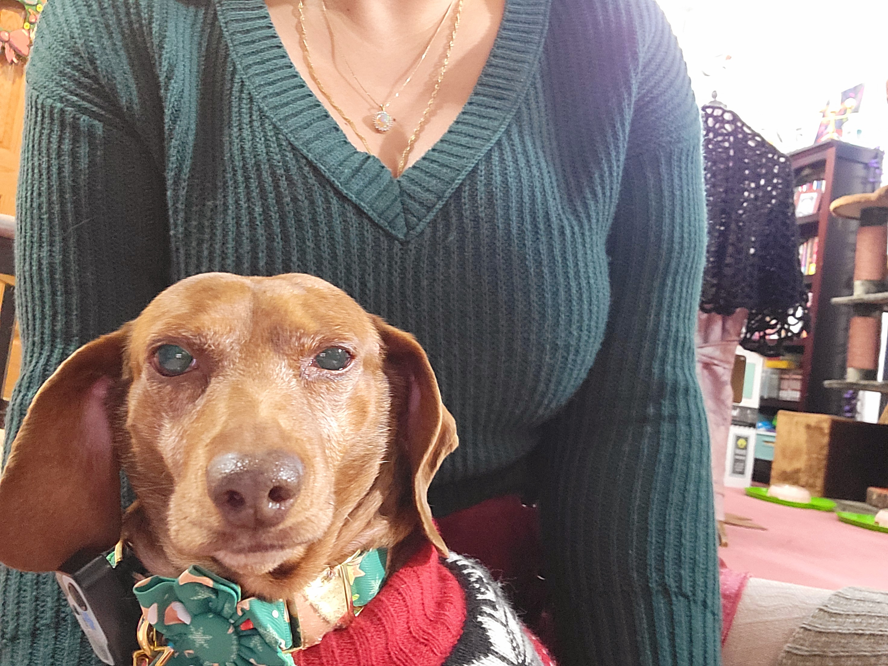 Here's a cute snapshot of my pup, Tiger Lilly - #728!