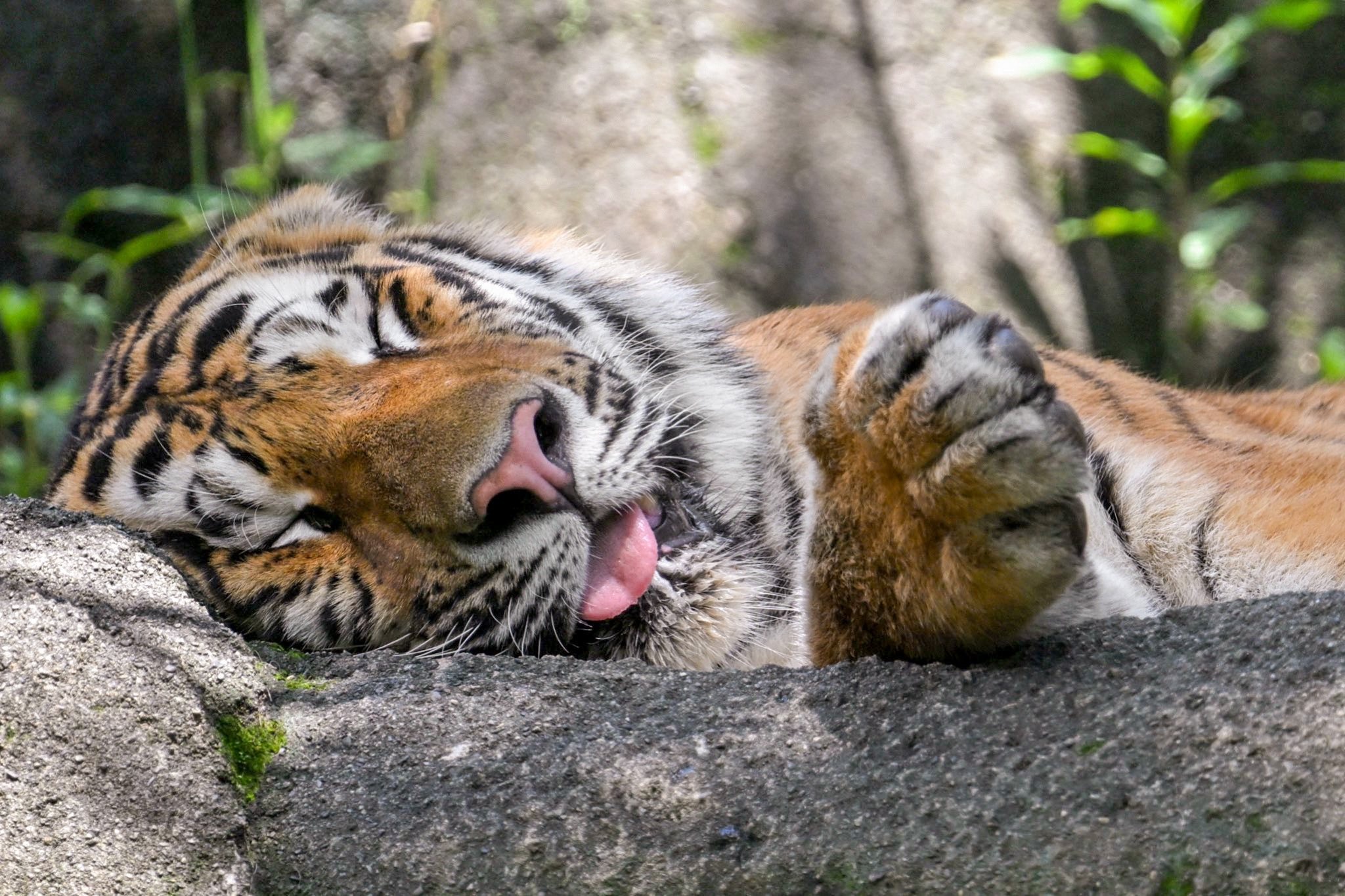 The Sleepy Tiger Chronicles