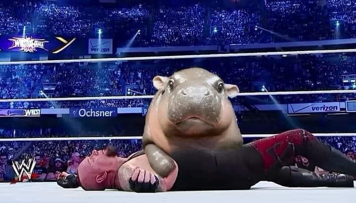 Moo Deng Mini Meme Collection: A Dose of Laughter