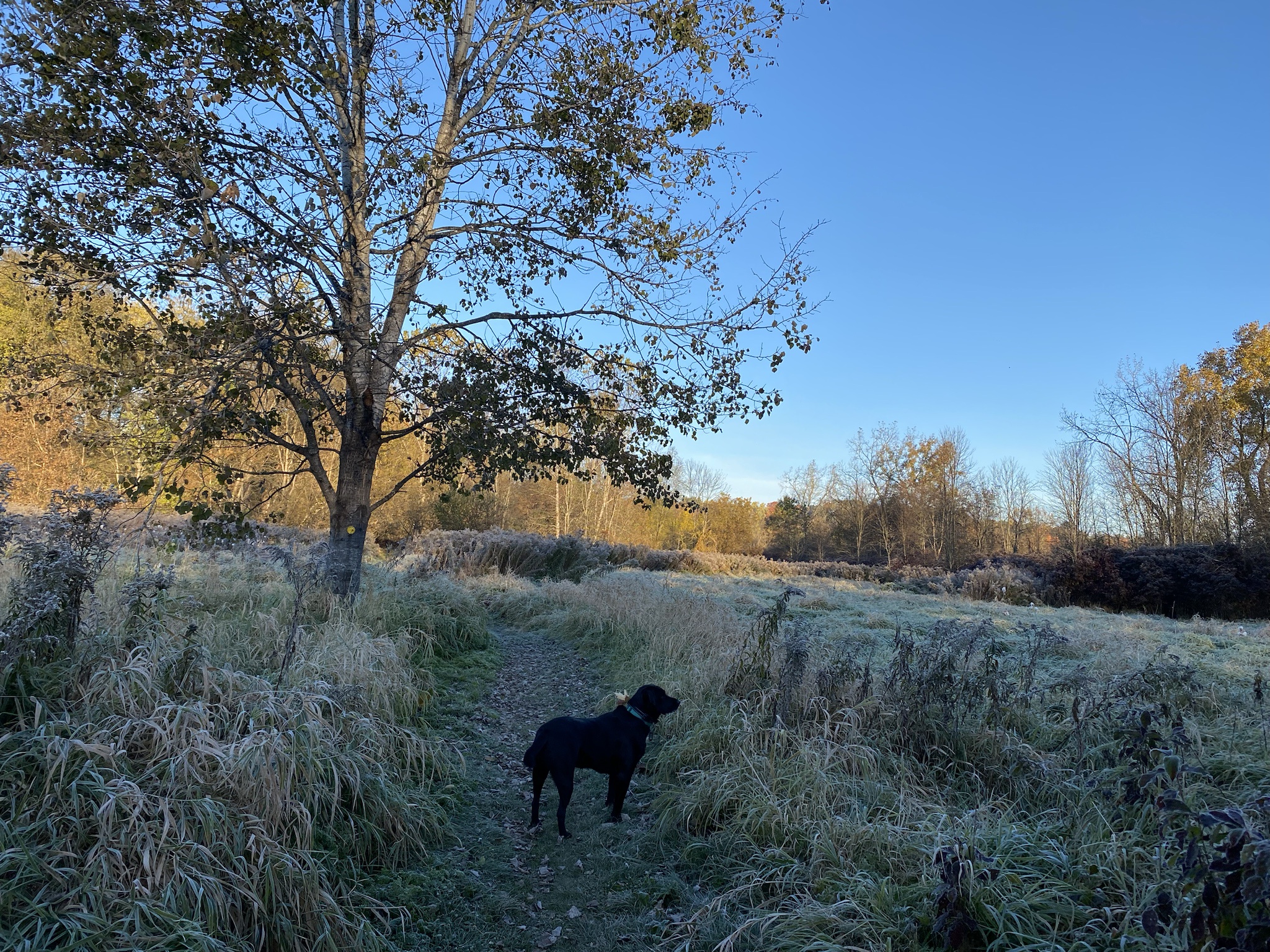 Morning Serenity: The Silent Showdown with Piper