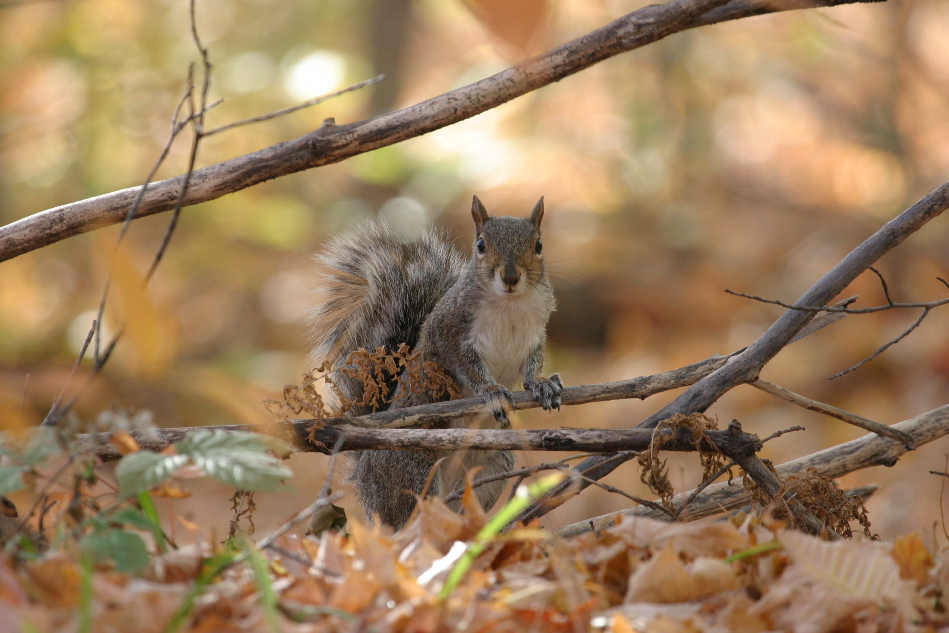Put on Your Shoes, It's Nature Walk Time!