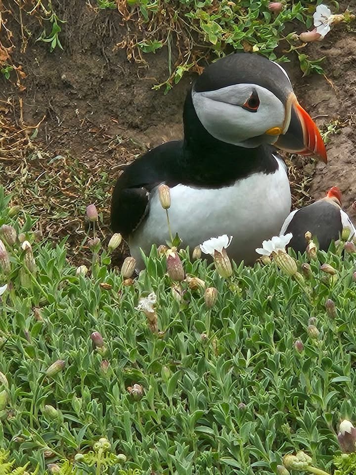Meet the adorable puffin!