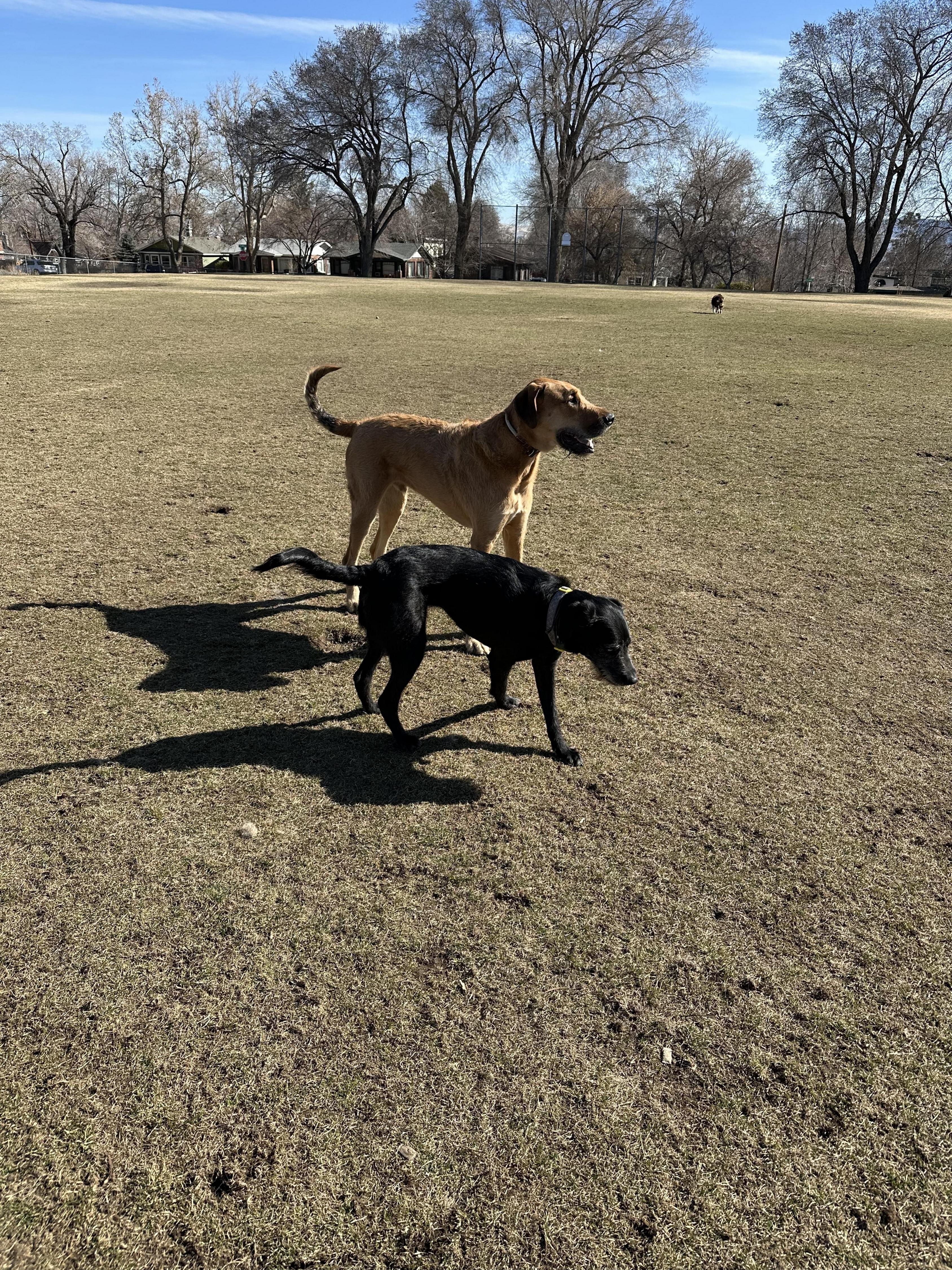 Cap Puckhaber: Simon and his adventurous moose friend