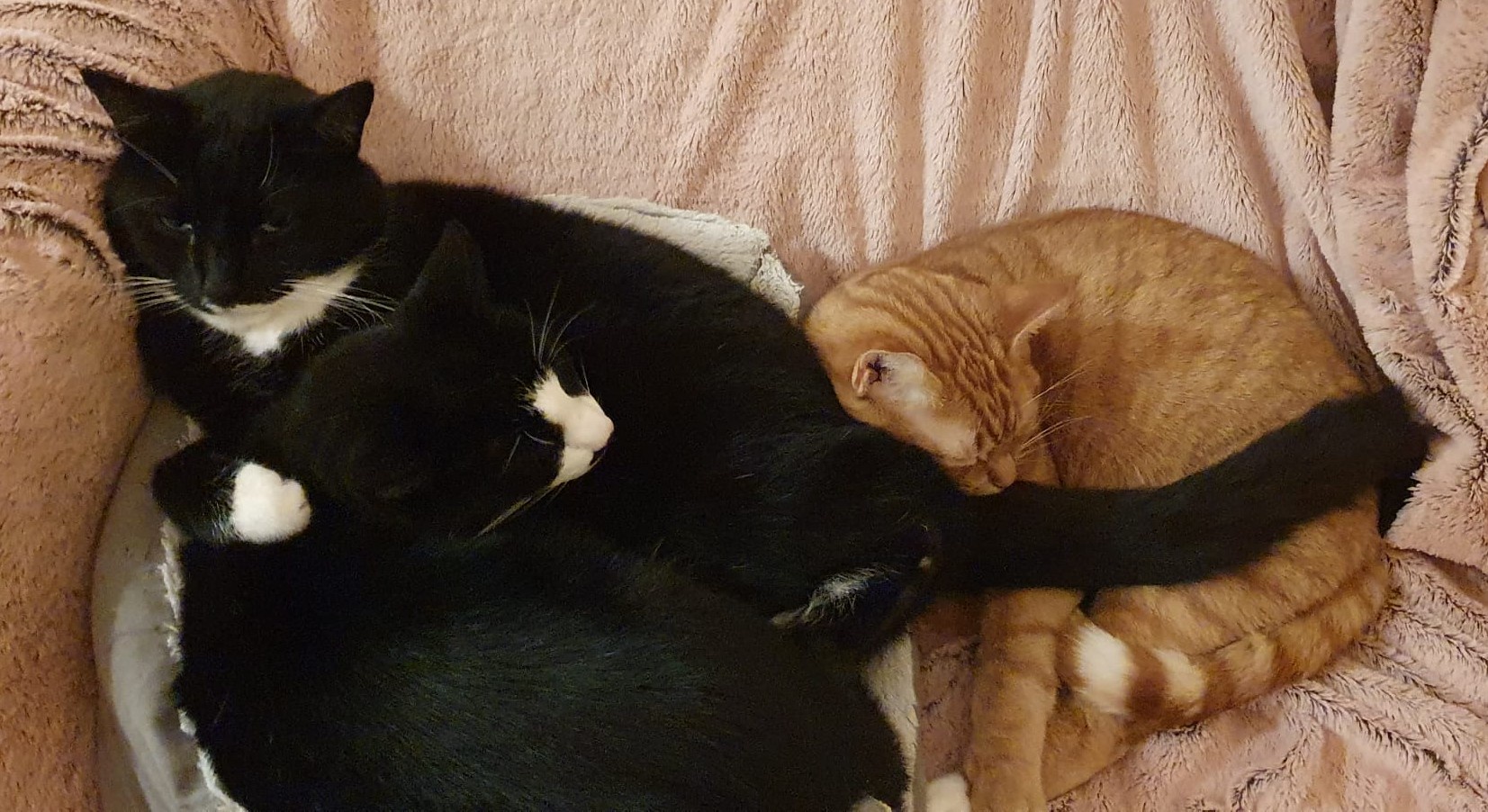 The Cozy Cuddle Puddle