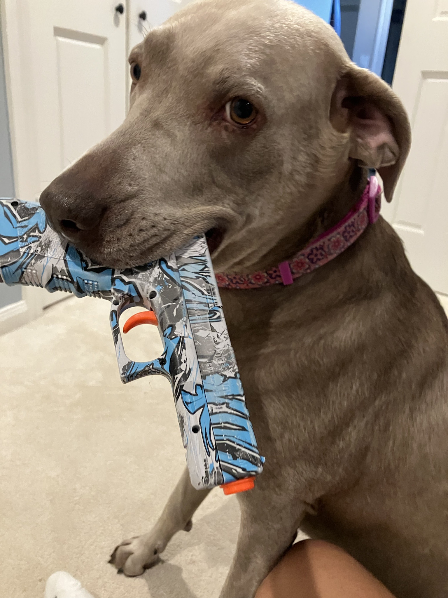 Meet the Coolest Dog Around!