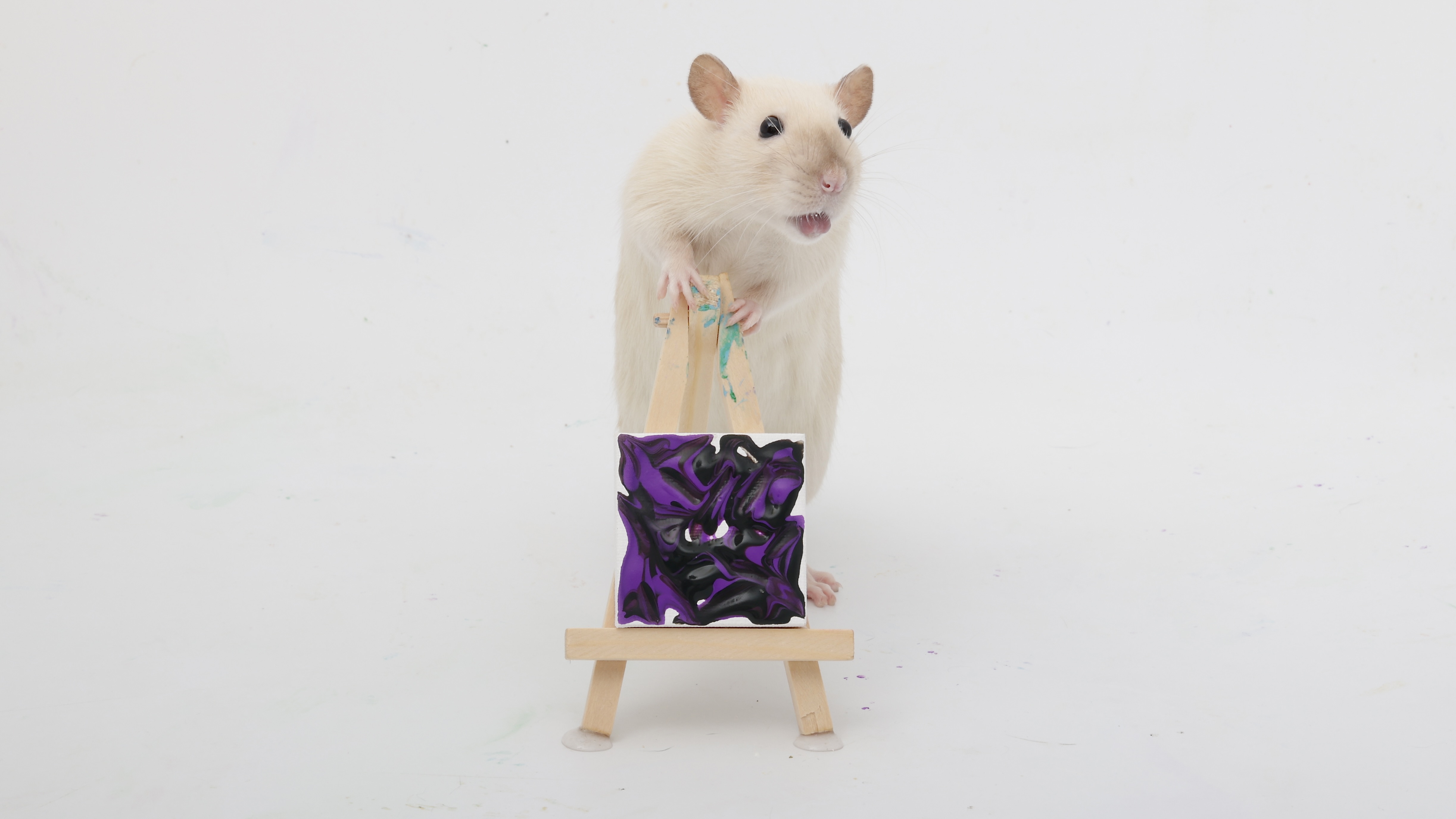 This week's adorable mini paw paintings created by my charming pet rats!
